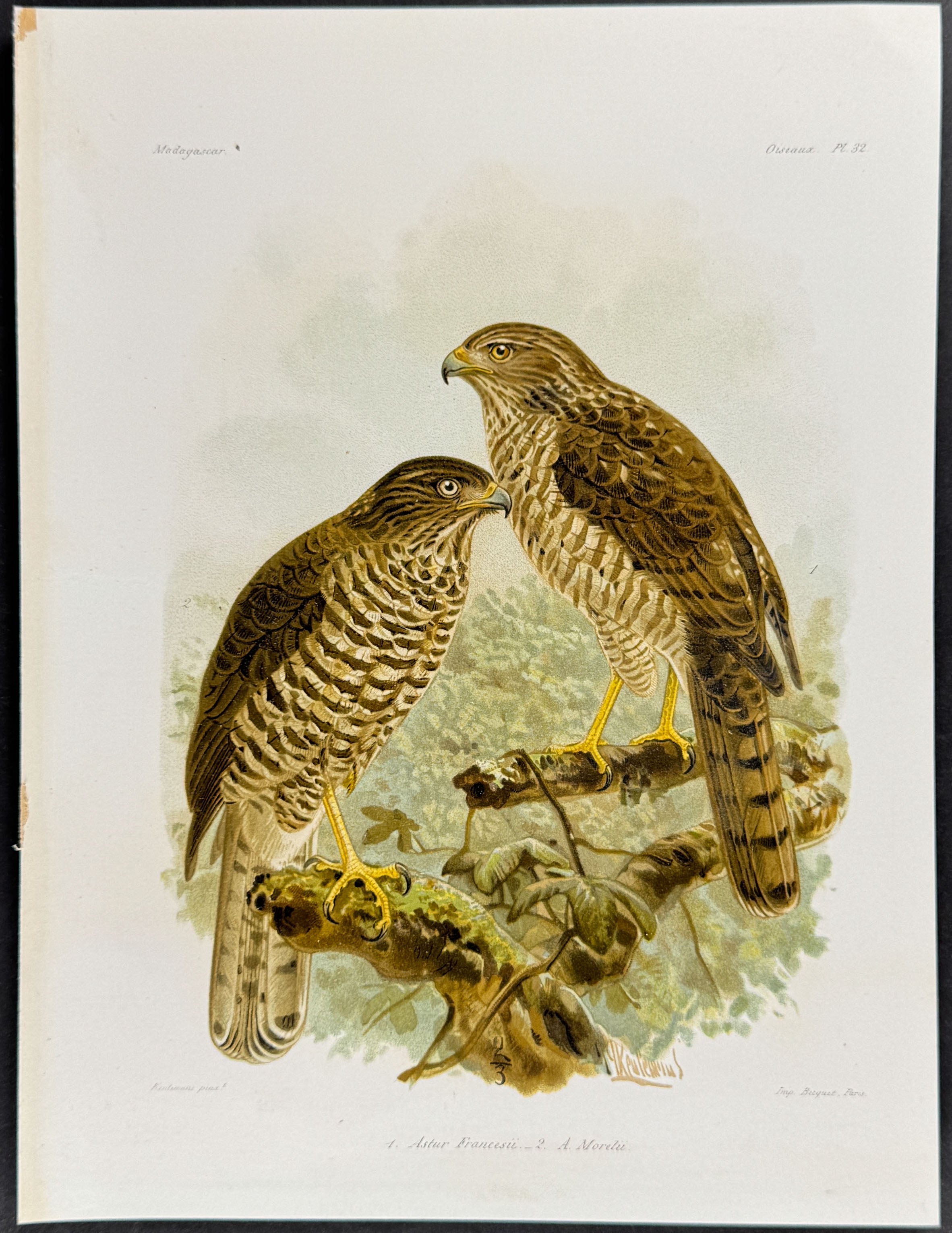 Hawks (Astur Francesii & A. Morelu) - 3 Plates