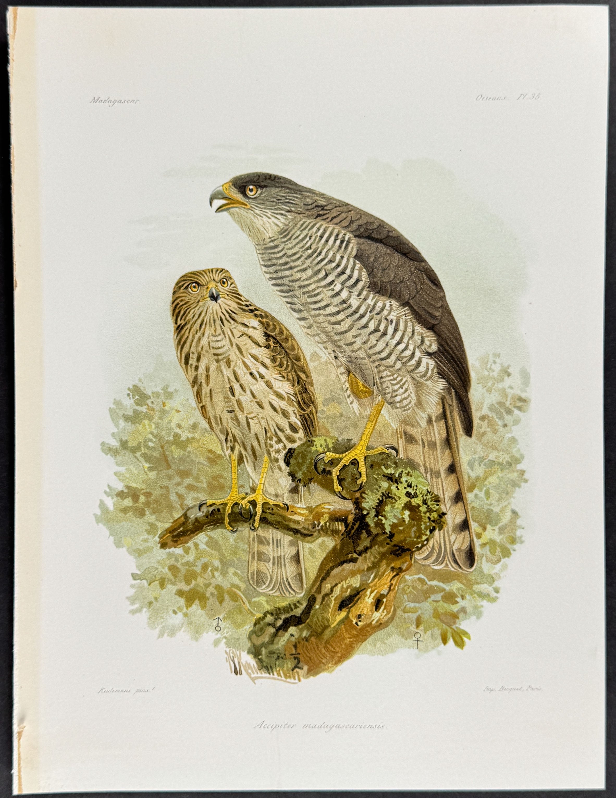 Madagascar sparrowhawk (Accipiter madagascariensis)