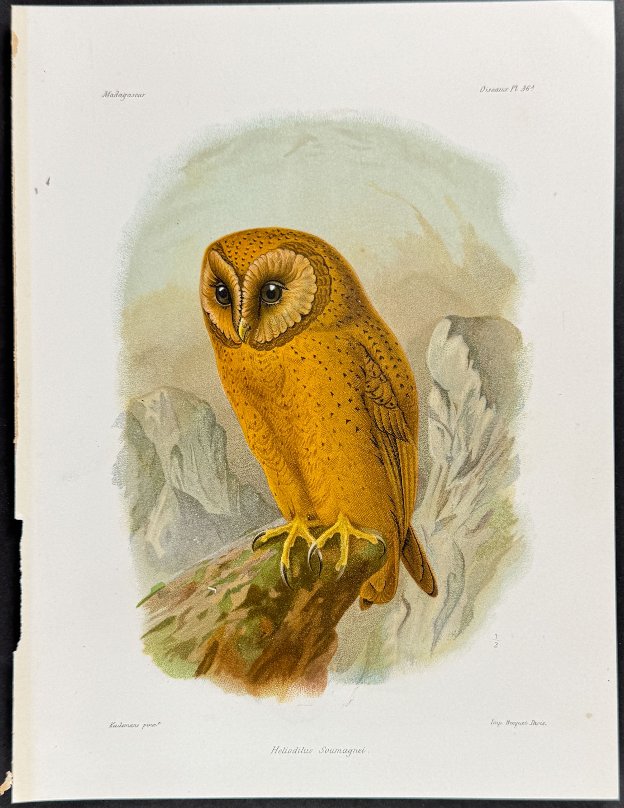 Madagascar red Owl (Heliodilus Soumagnei) - 3 Plates