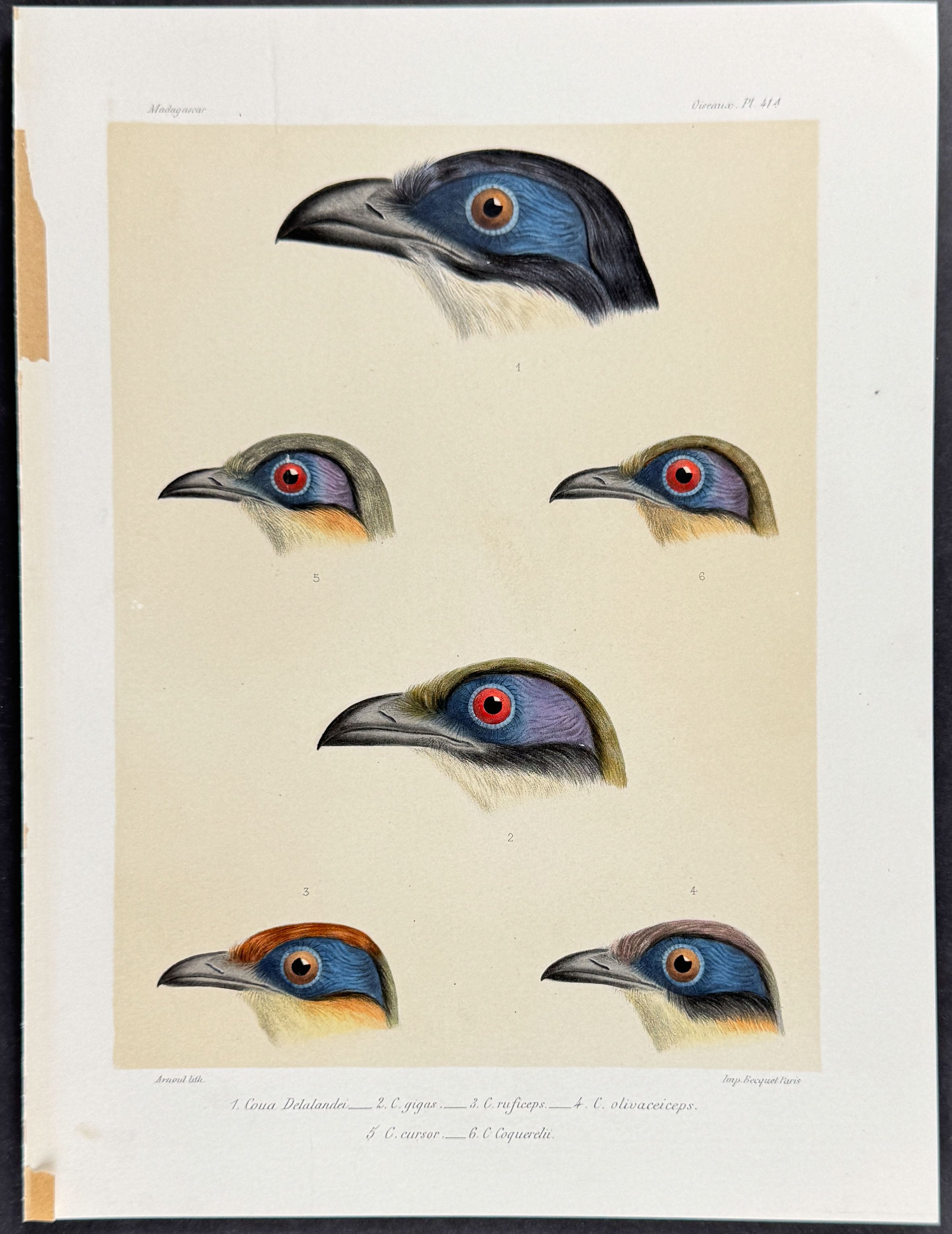 Cuckoo Heads (Couas) - 3 Plates