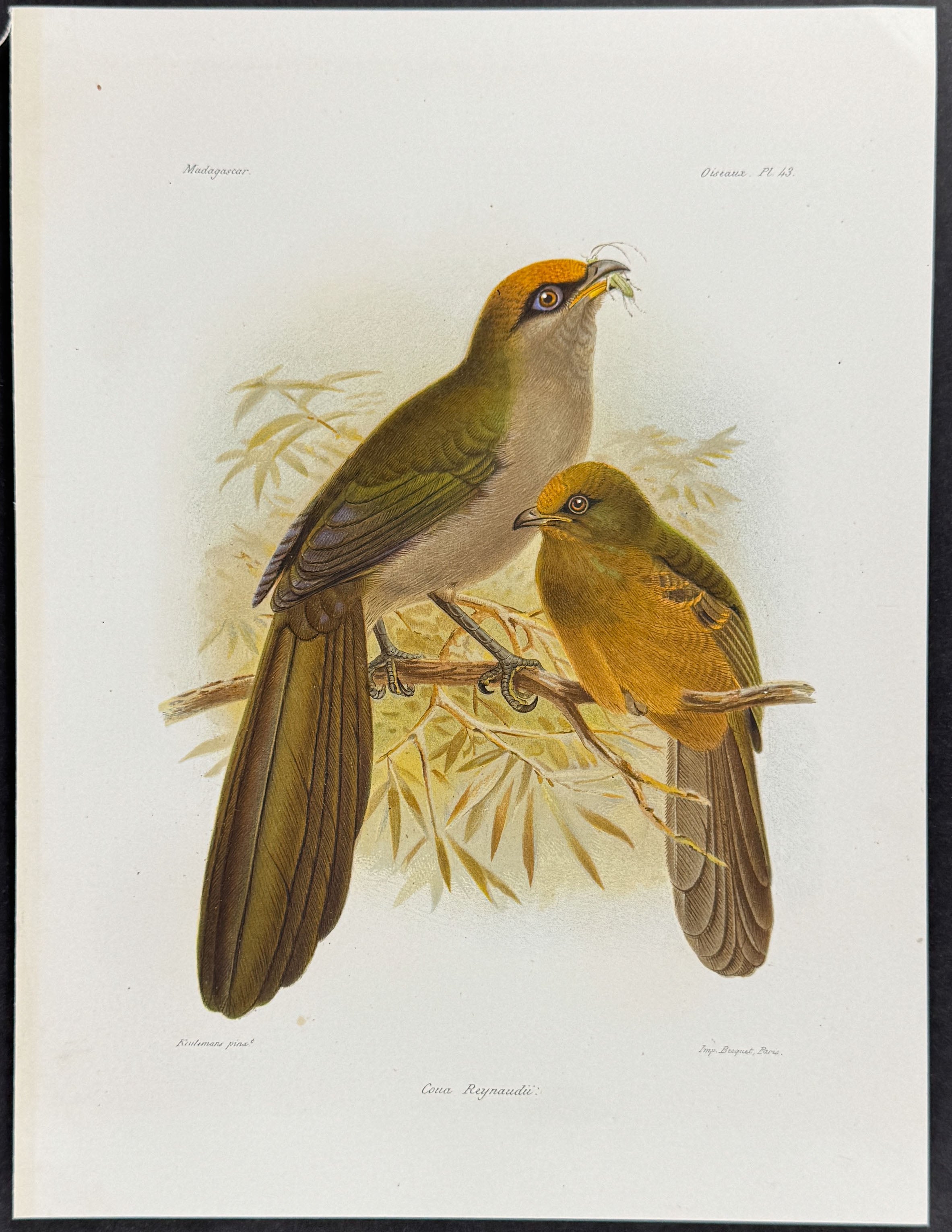 Red-fronted coua (Coua Reynaudii)