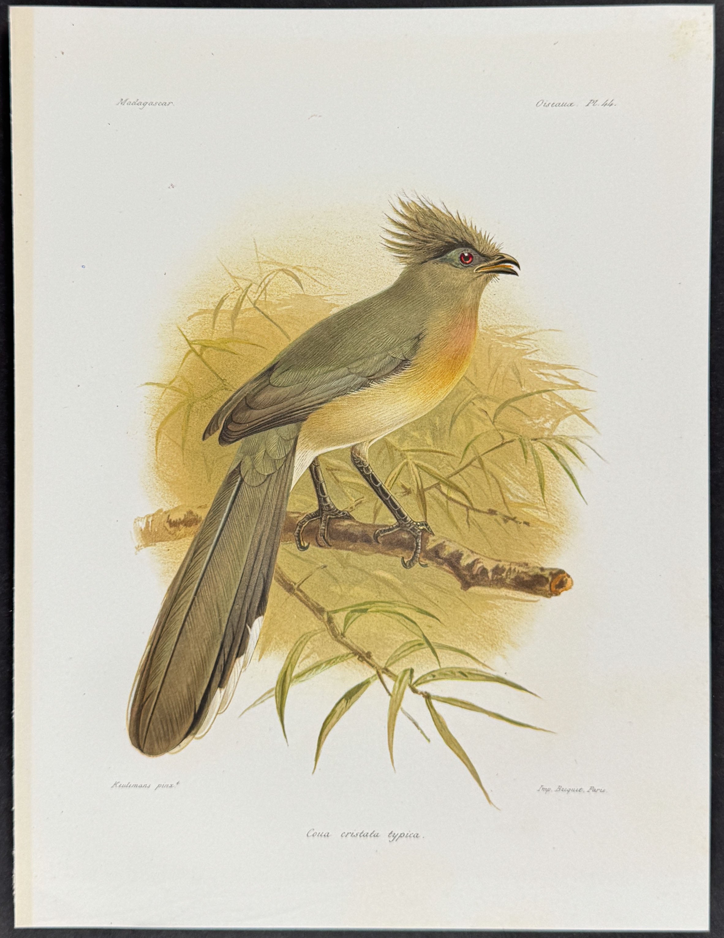 Crested coua (Coua cristata typica)