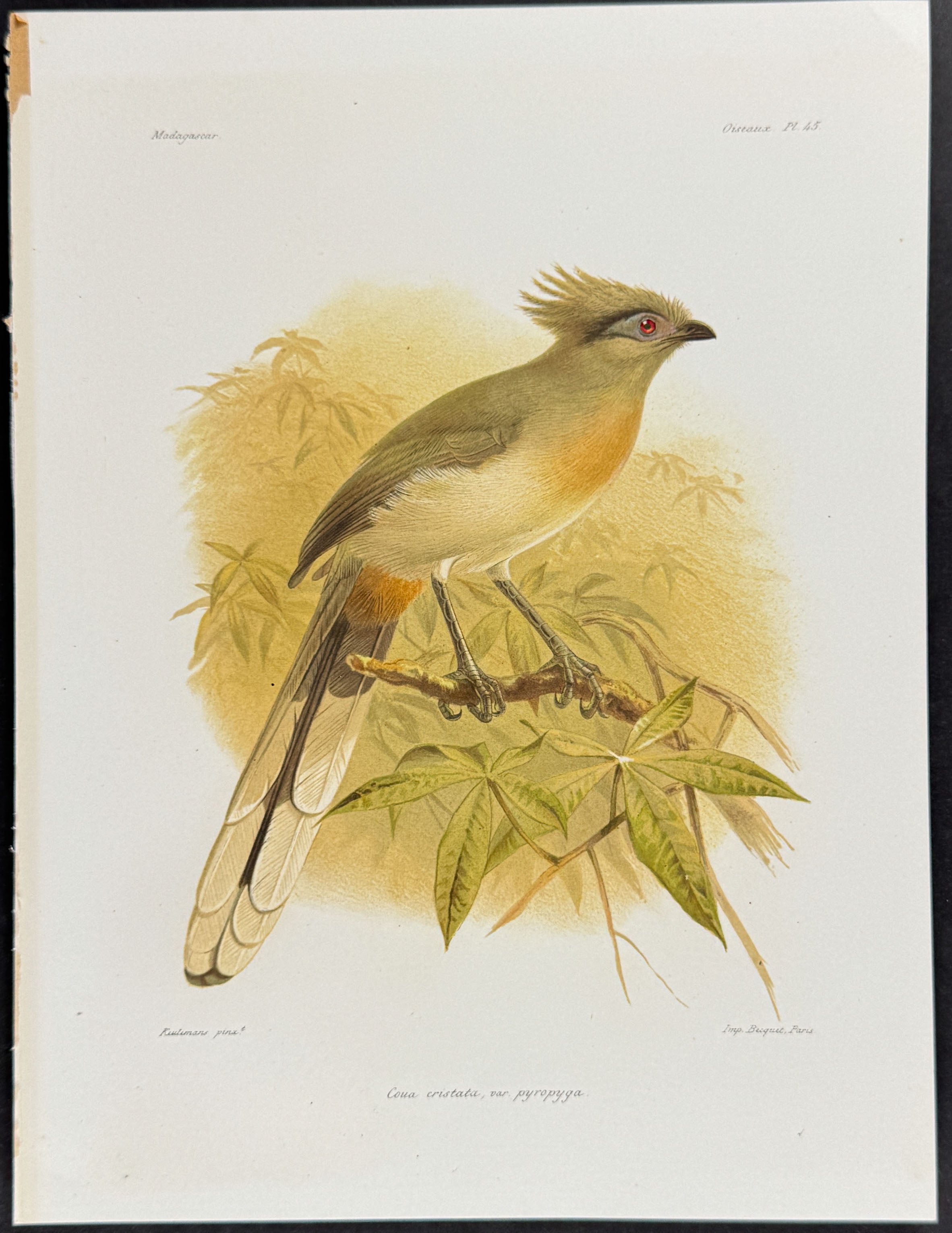 Crested coua (Coua cristata, var pyropyga) - 2 Plates