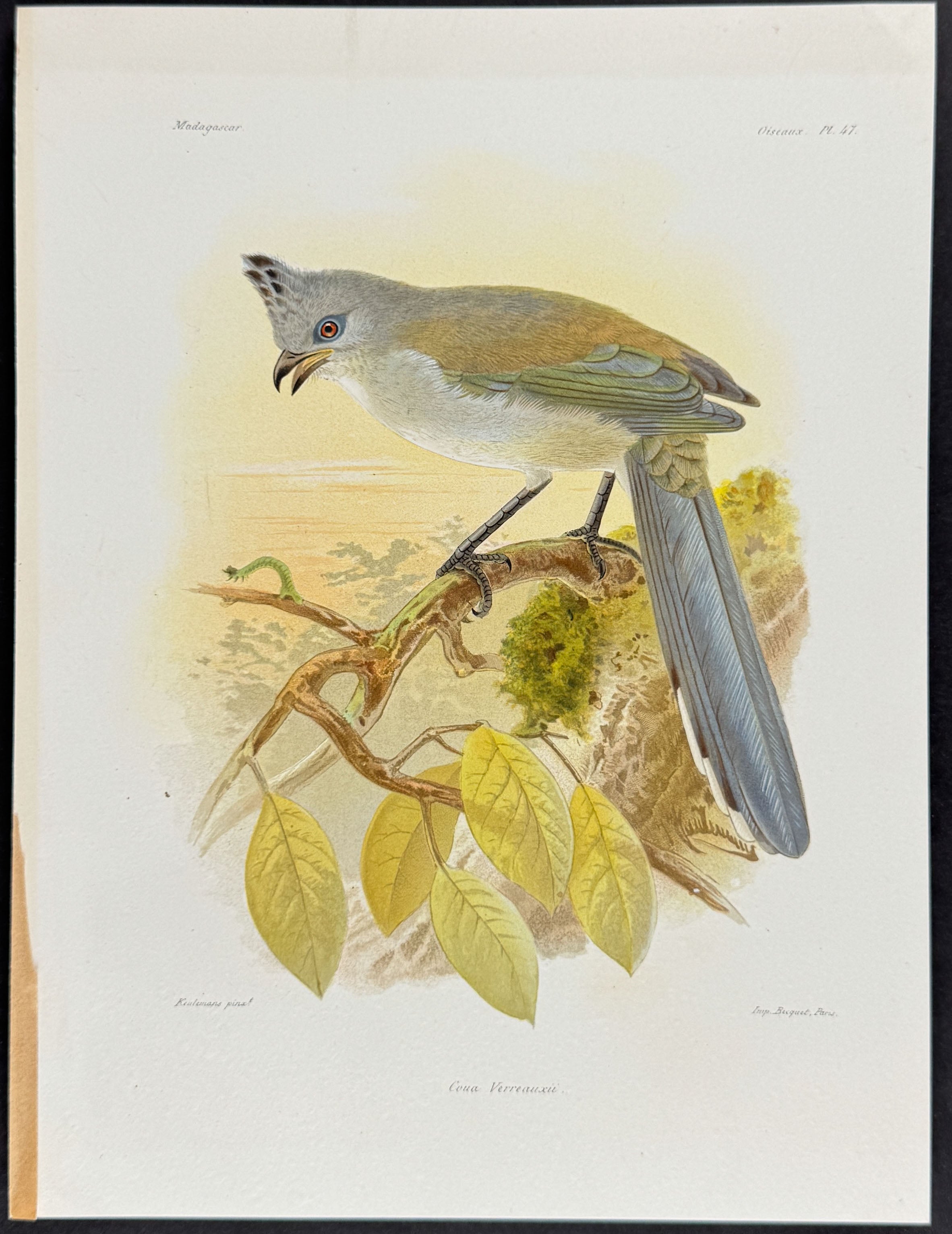 Verreaux's coua (Coua Verreauxii)