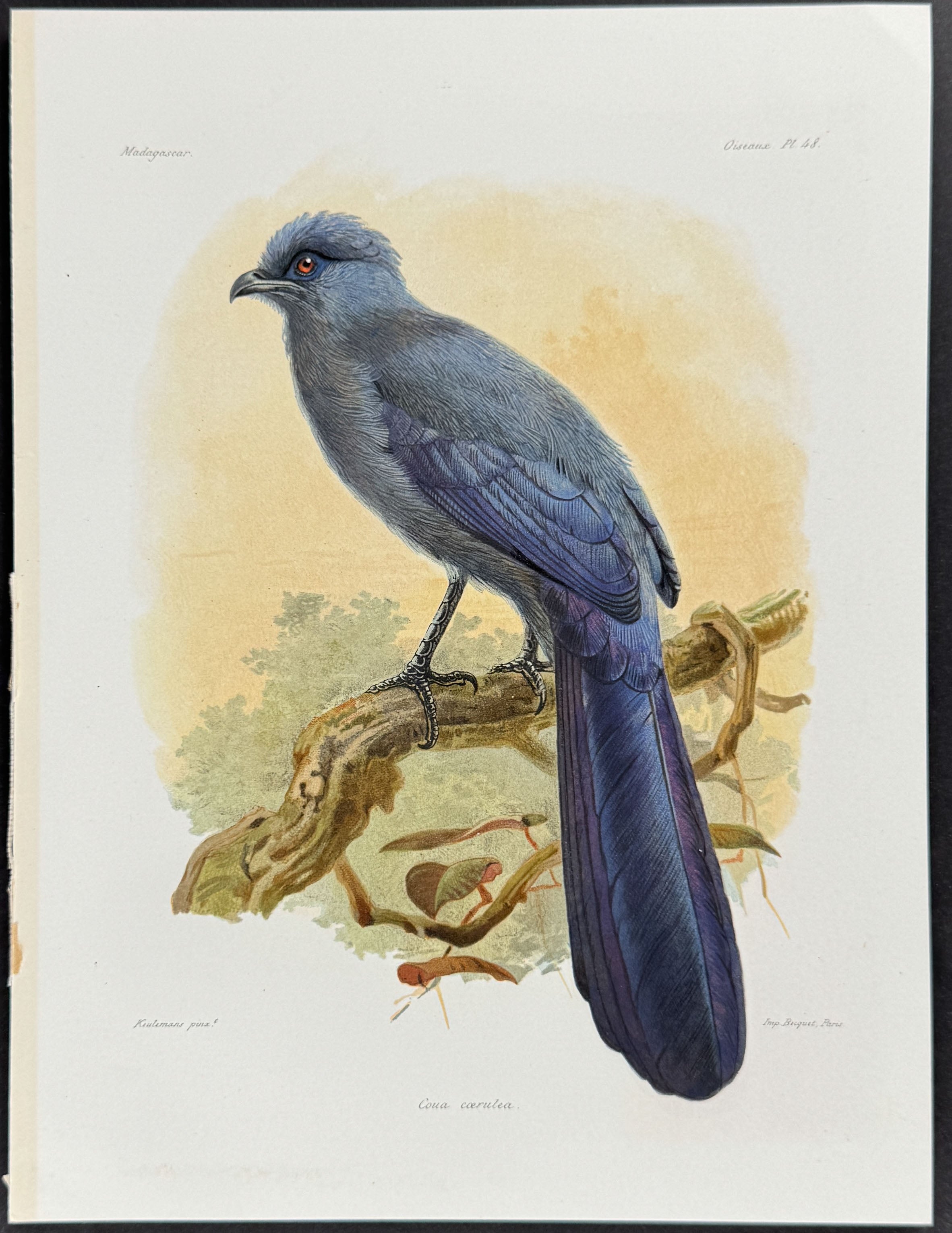 Blue coua (Coua cærulea) - 2 Plates