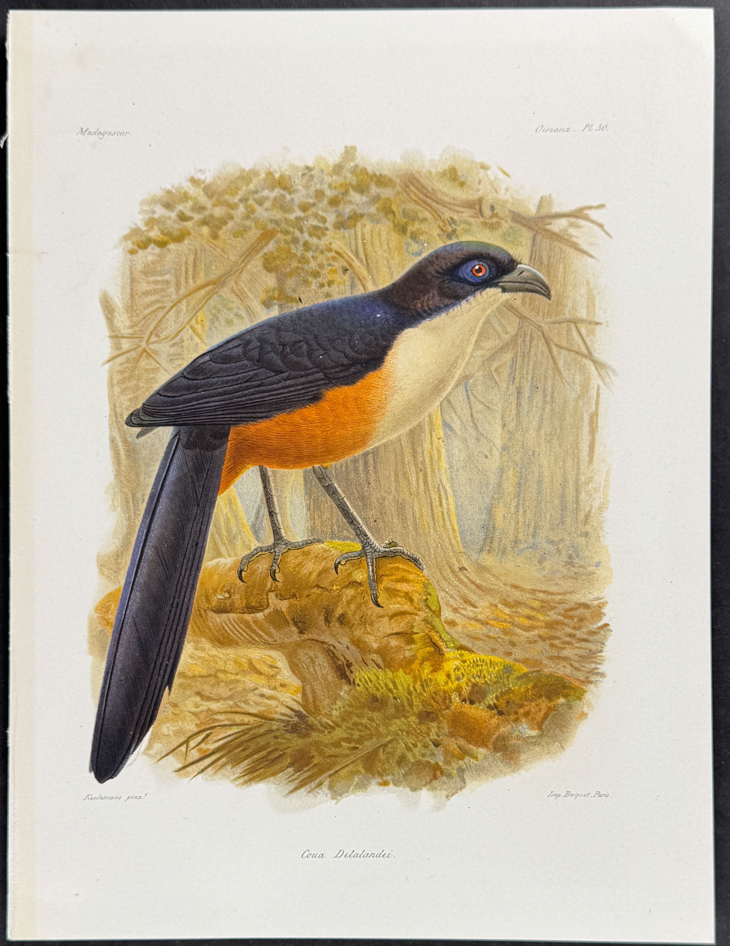 Delalande's coua (Coua Delalandei)