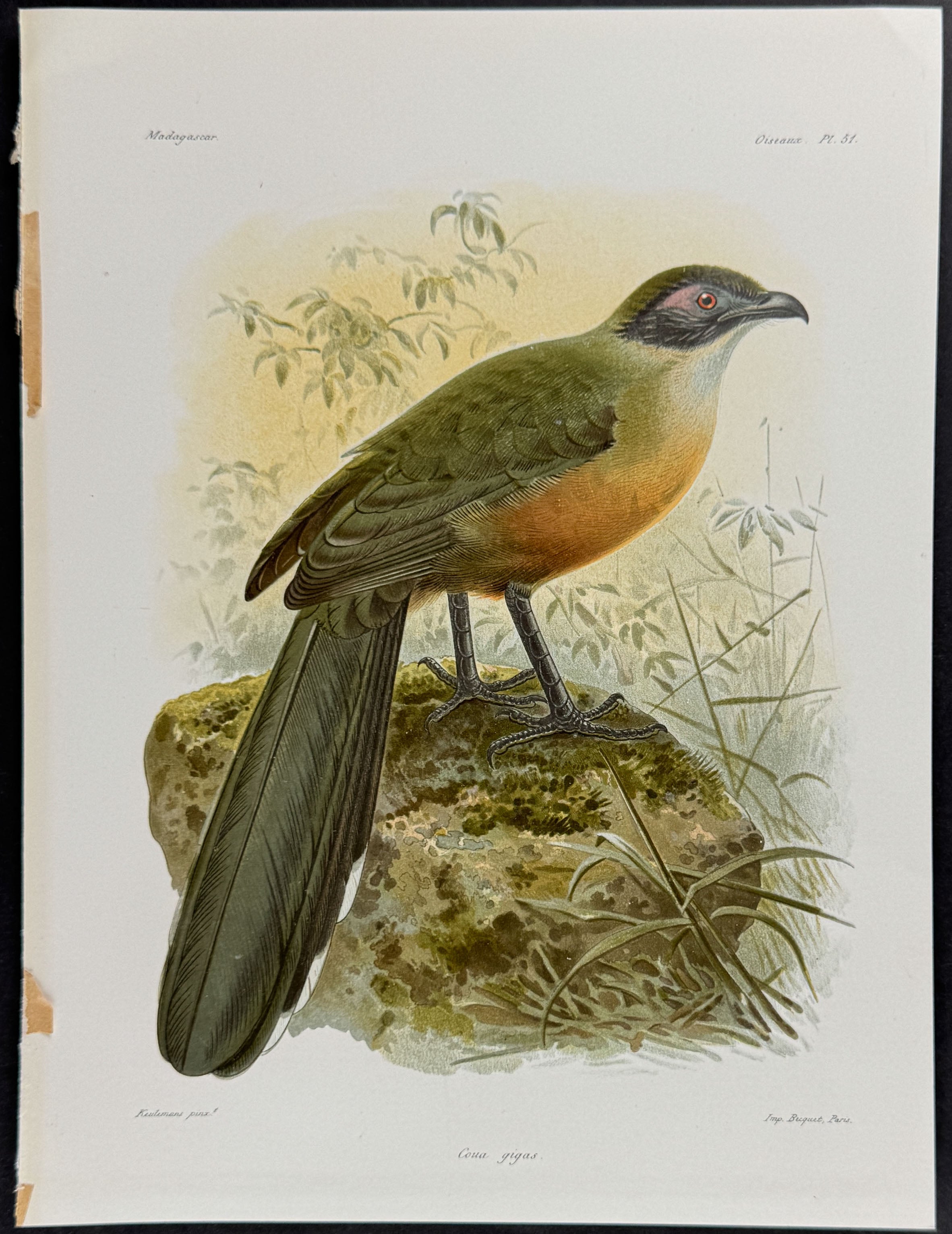 Giant Madagascar Coucal (Coua gigas) - 2 Plates