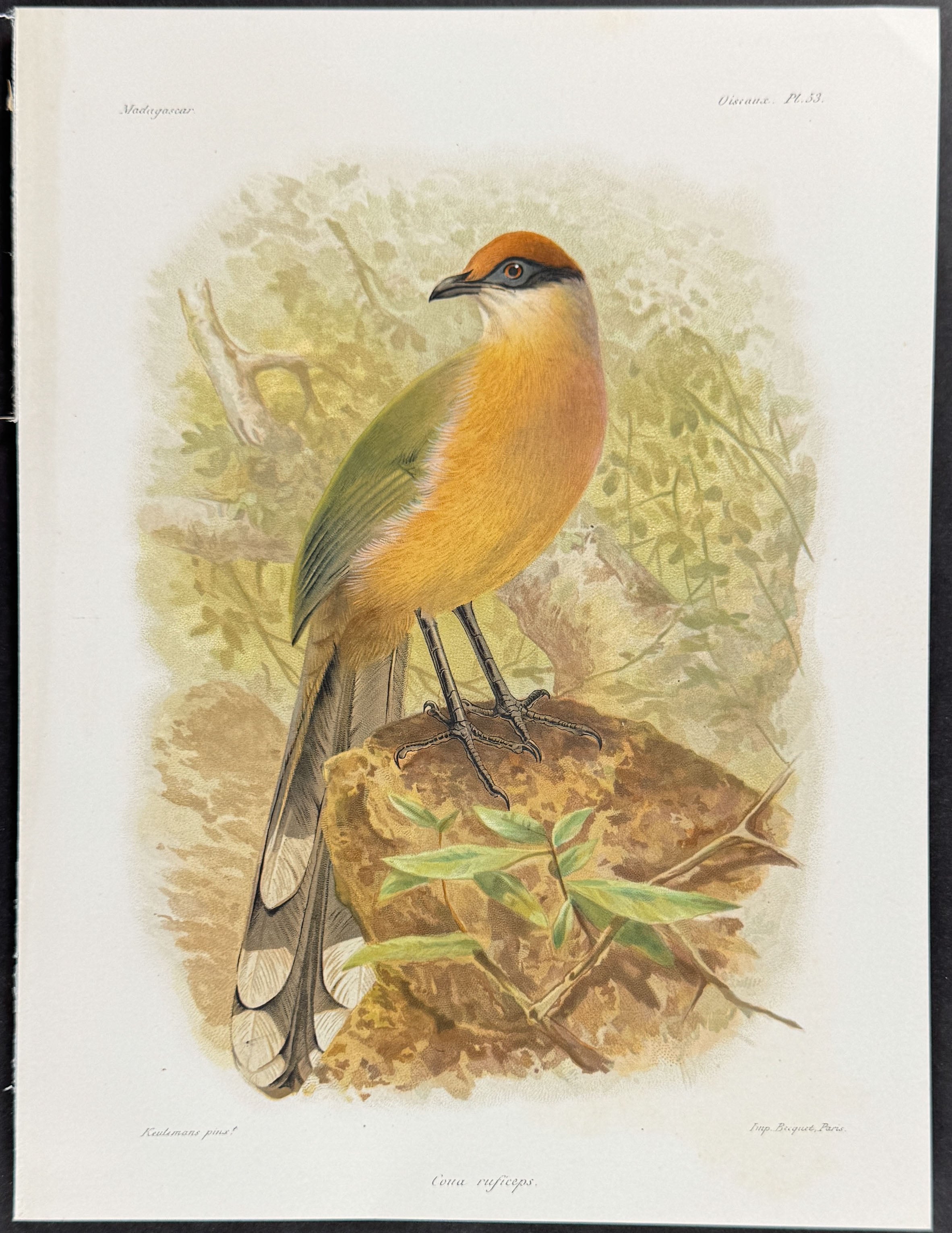 Red-capped coua (Coua ruficeps.)