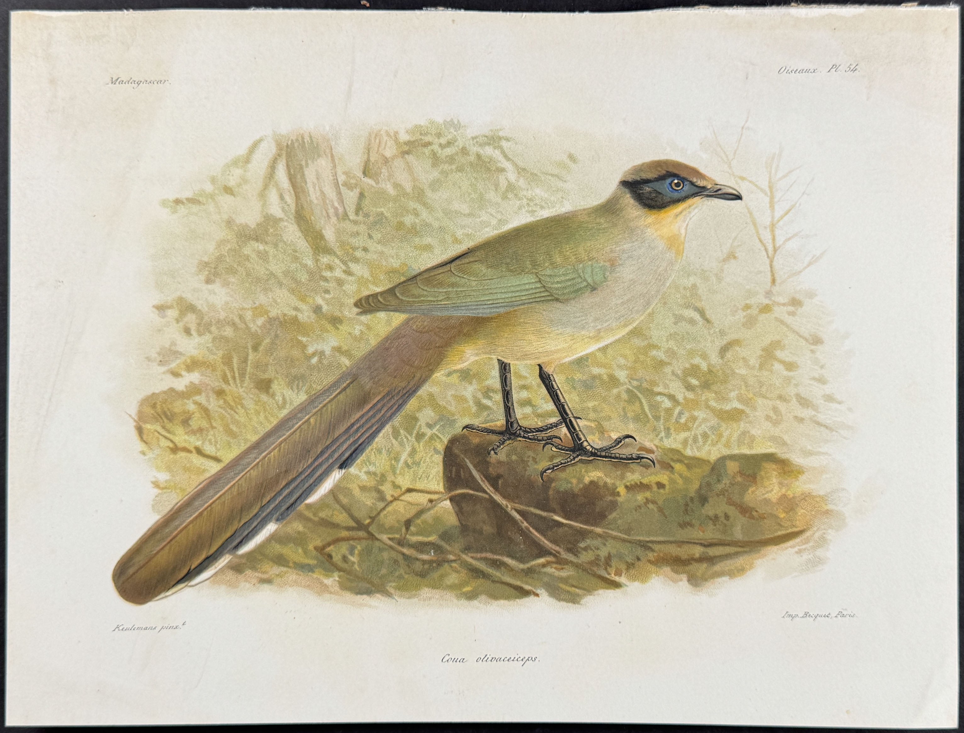 Olive-capped coua (Coua olivaceiceps) - 2 Plates