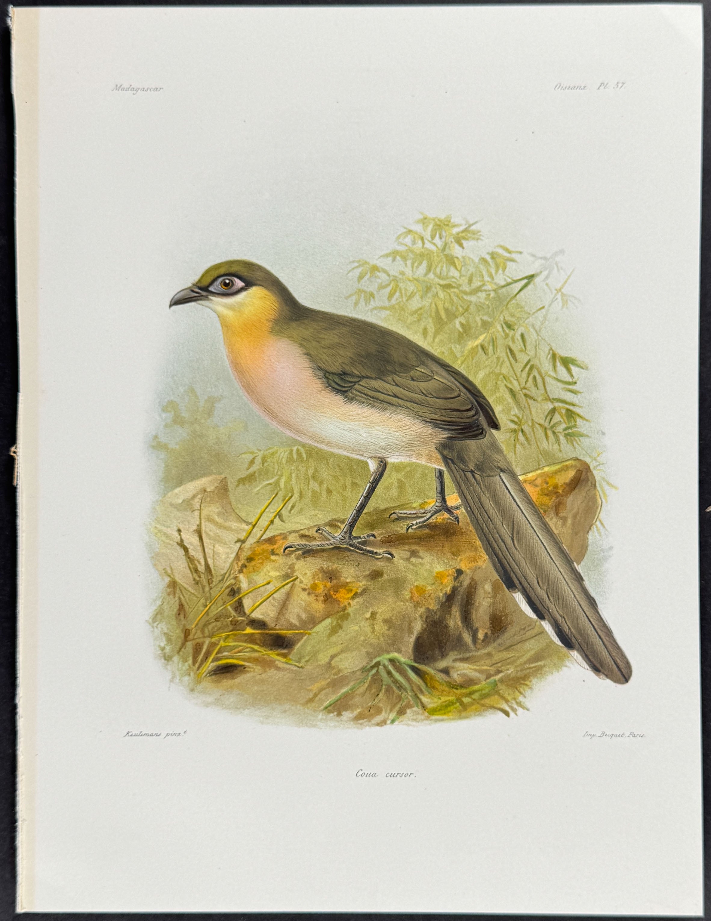 Running Coua (Coua cursor)