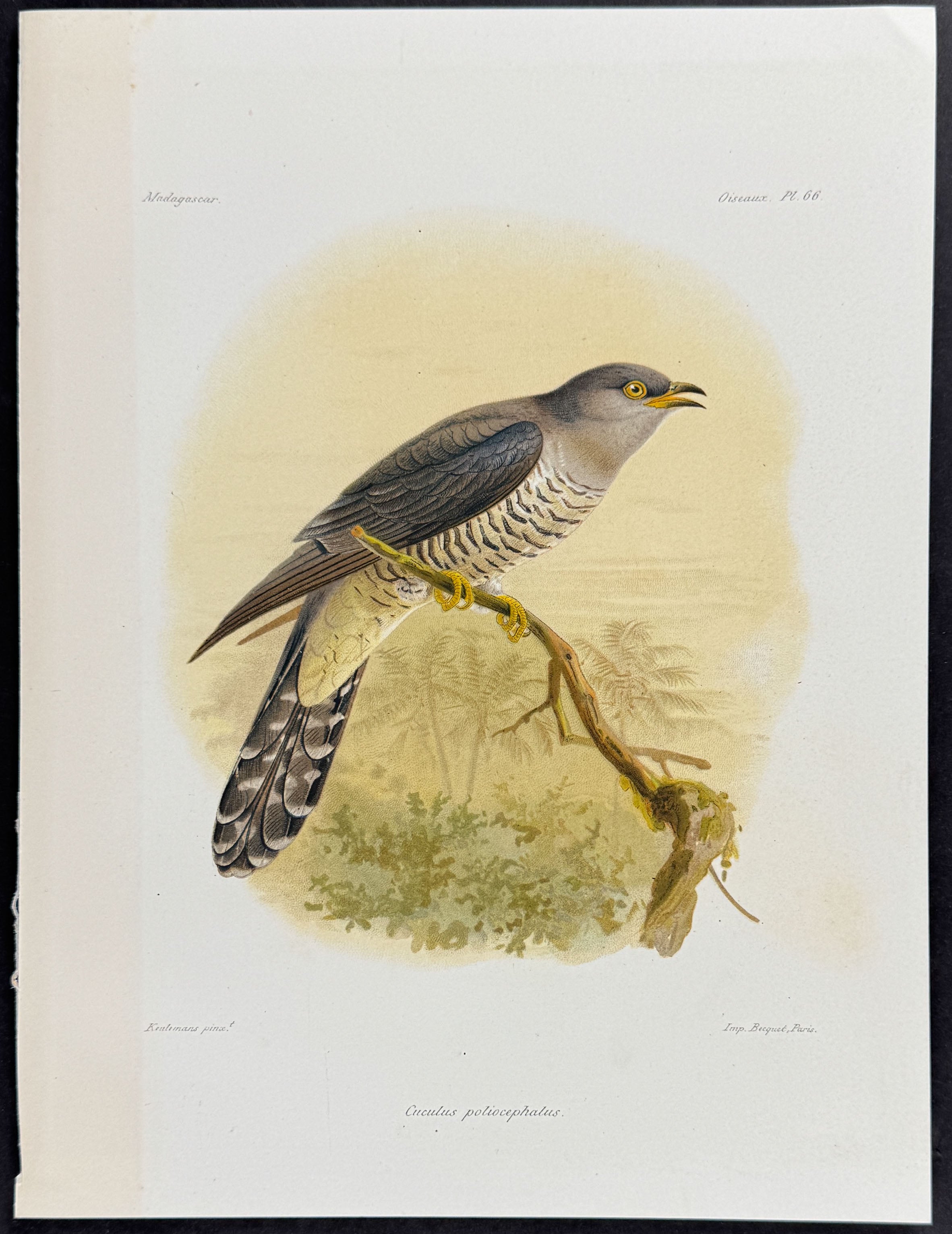 Lesser cuckoo (Cuculus poliocephalus)