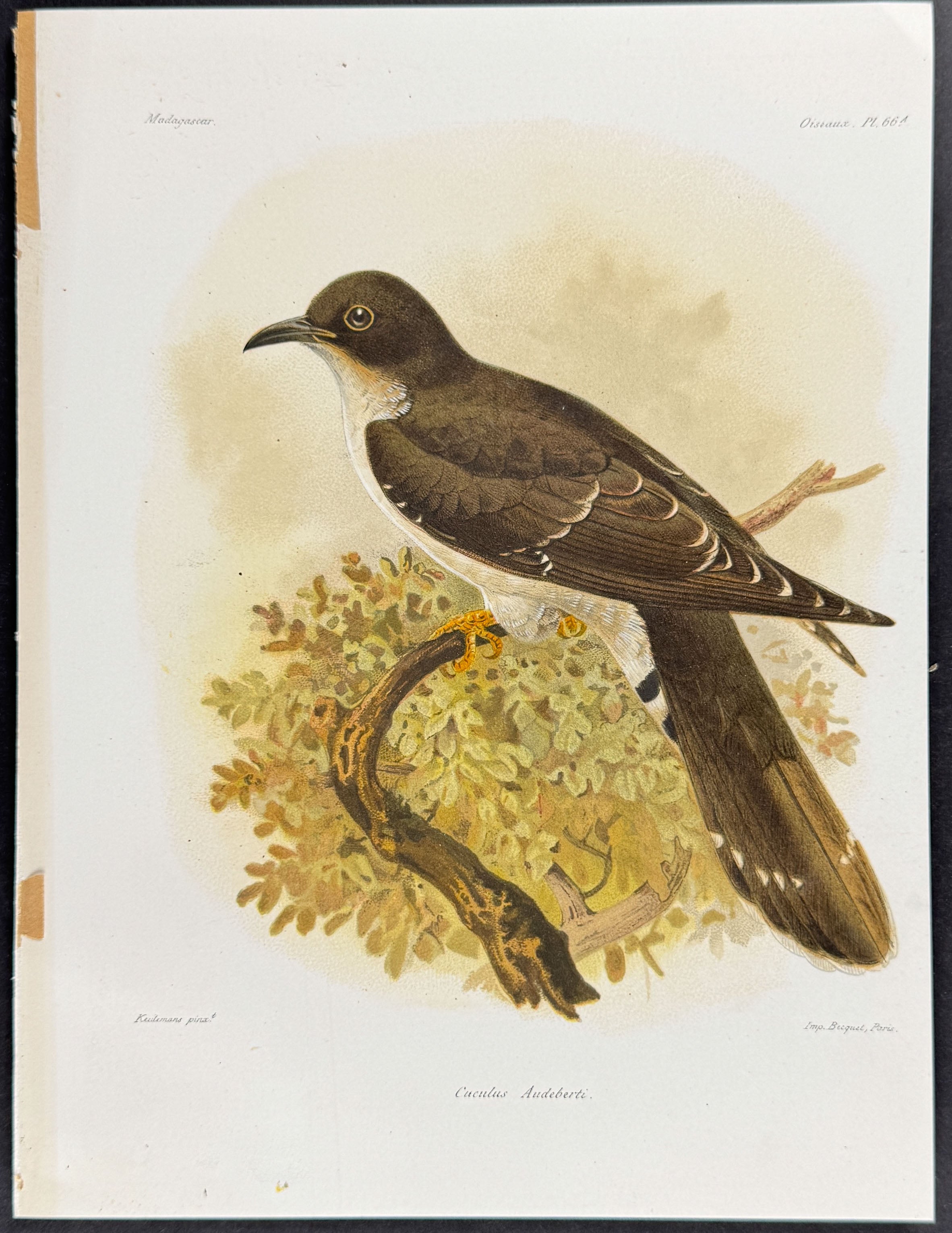 Thick-billed cuckoo (Cuculus Audeberti) - 2 Plates