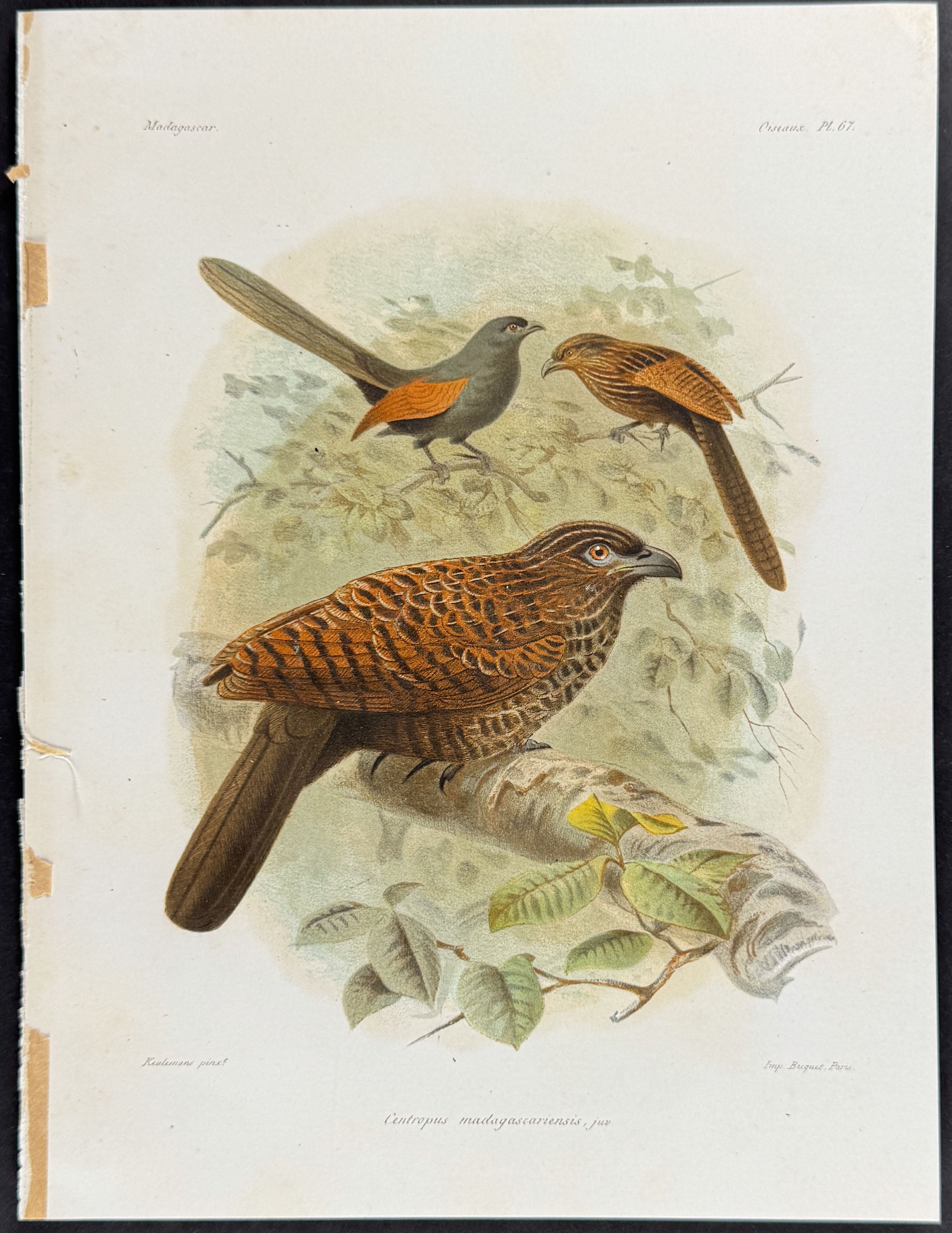 Malagasy coucal (Centropus madagascariensis)