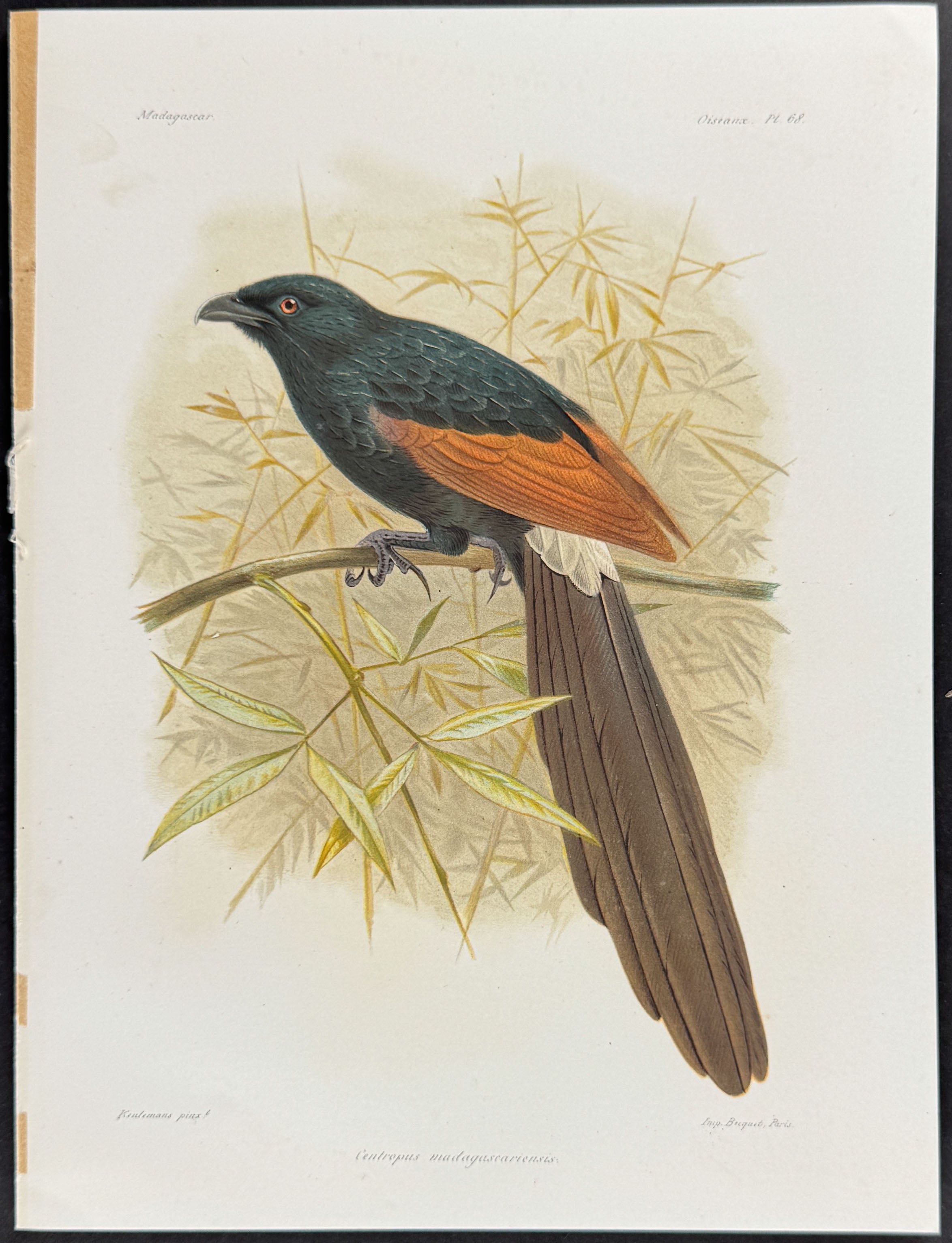 Malagasy coucal (Centropus madagascariensis) - 2 Plates