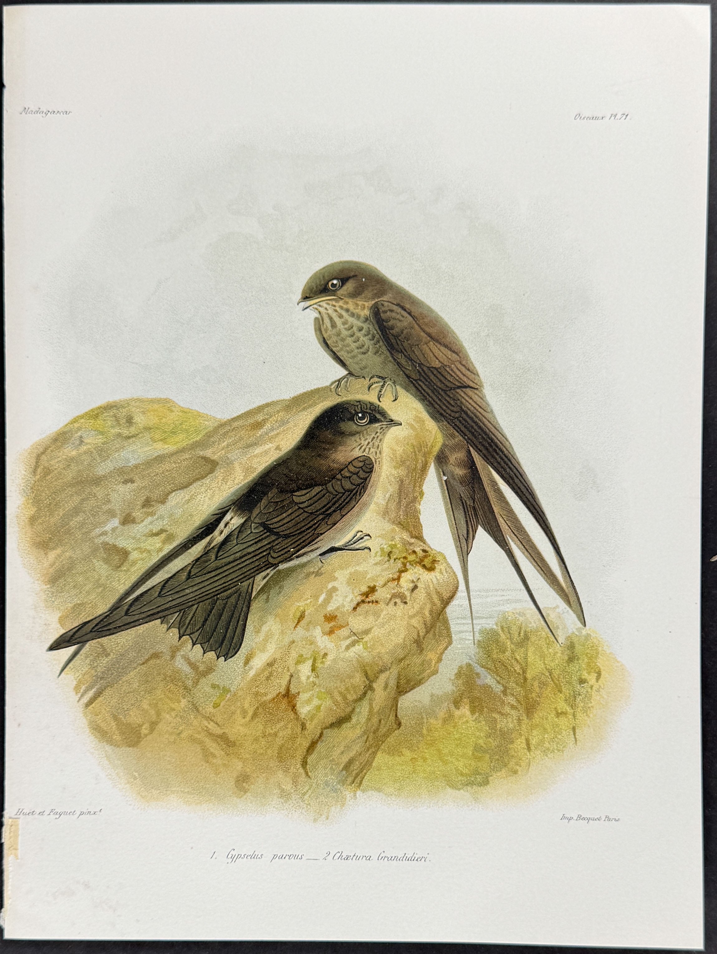 African Palm Swift & Madagascar Spinetail (Cypselus parous & Chætura Grandidieri.)