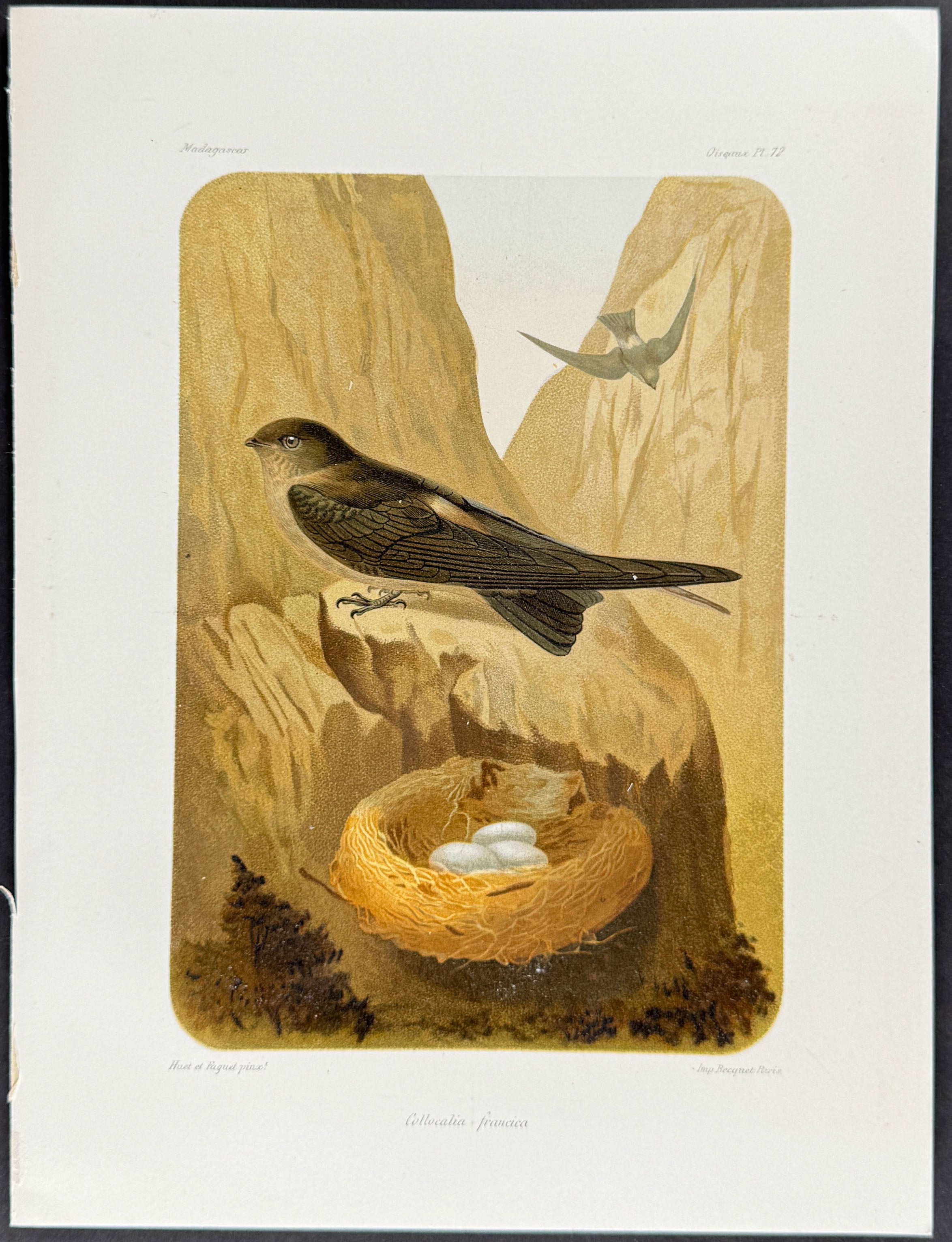 Mascarene swiftlet (Collocalia francica) - 2 Plates