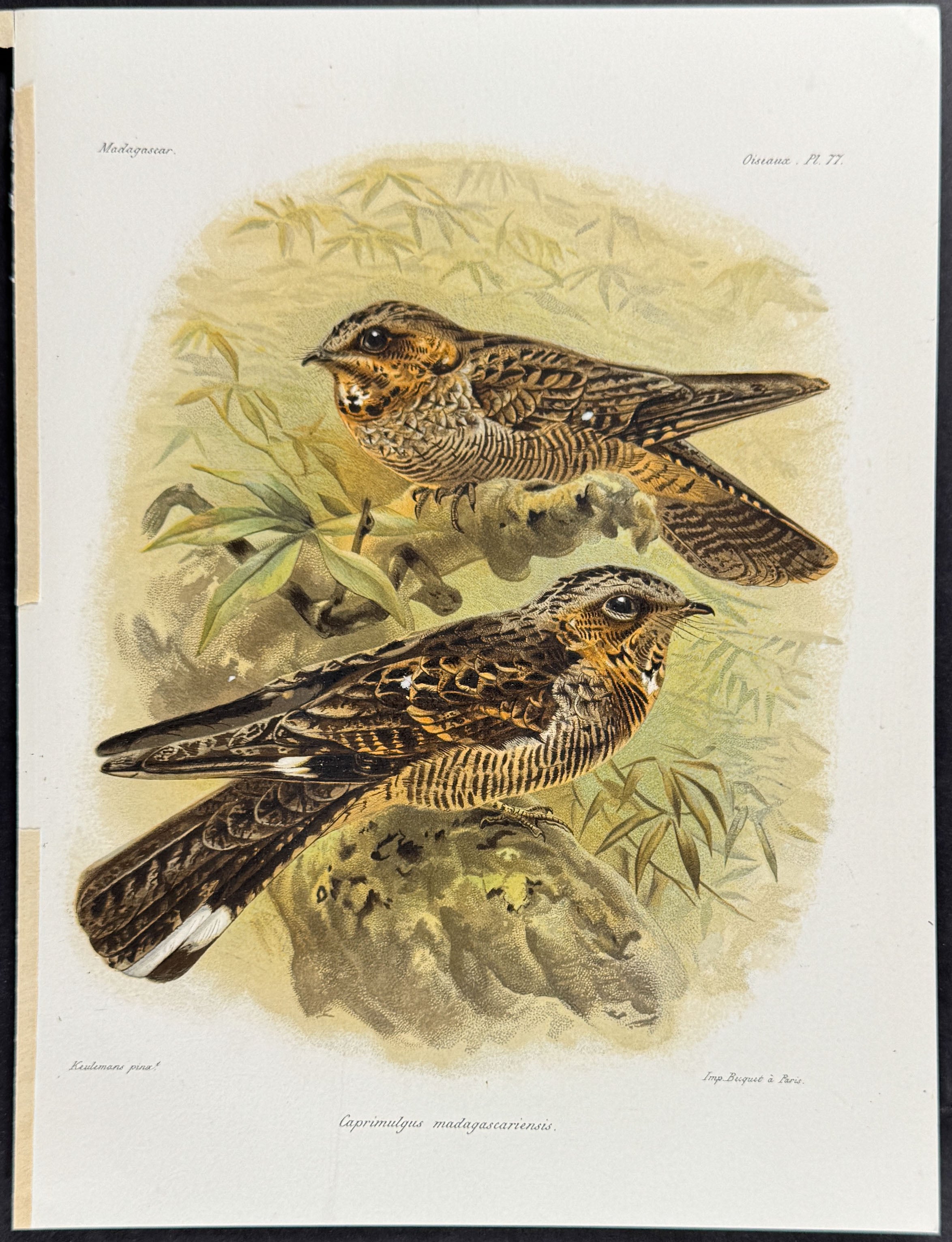 Madagascar nightjar (Caprimulgus madagascariensis)