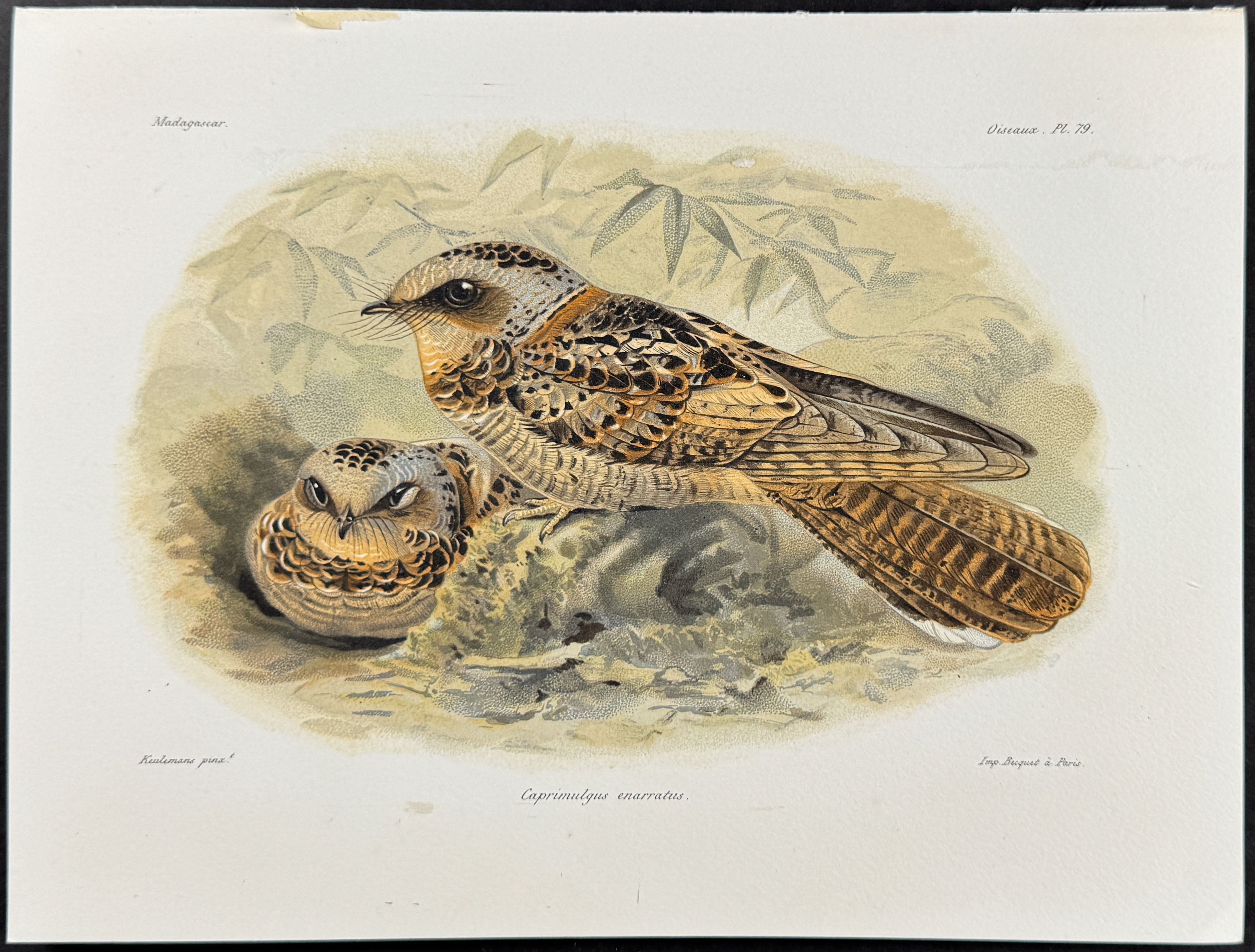 Collared nightjar (Caprimulgus enarratus)