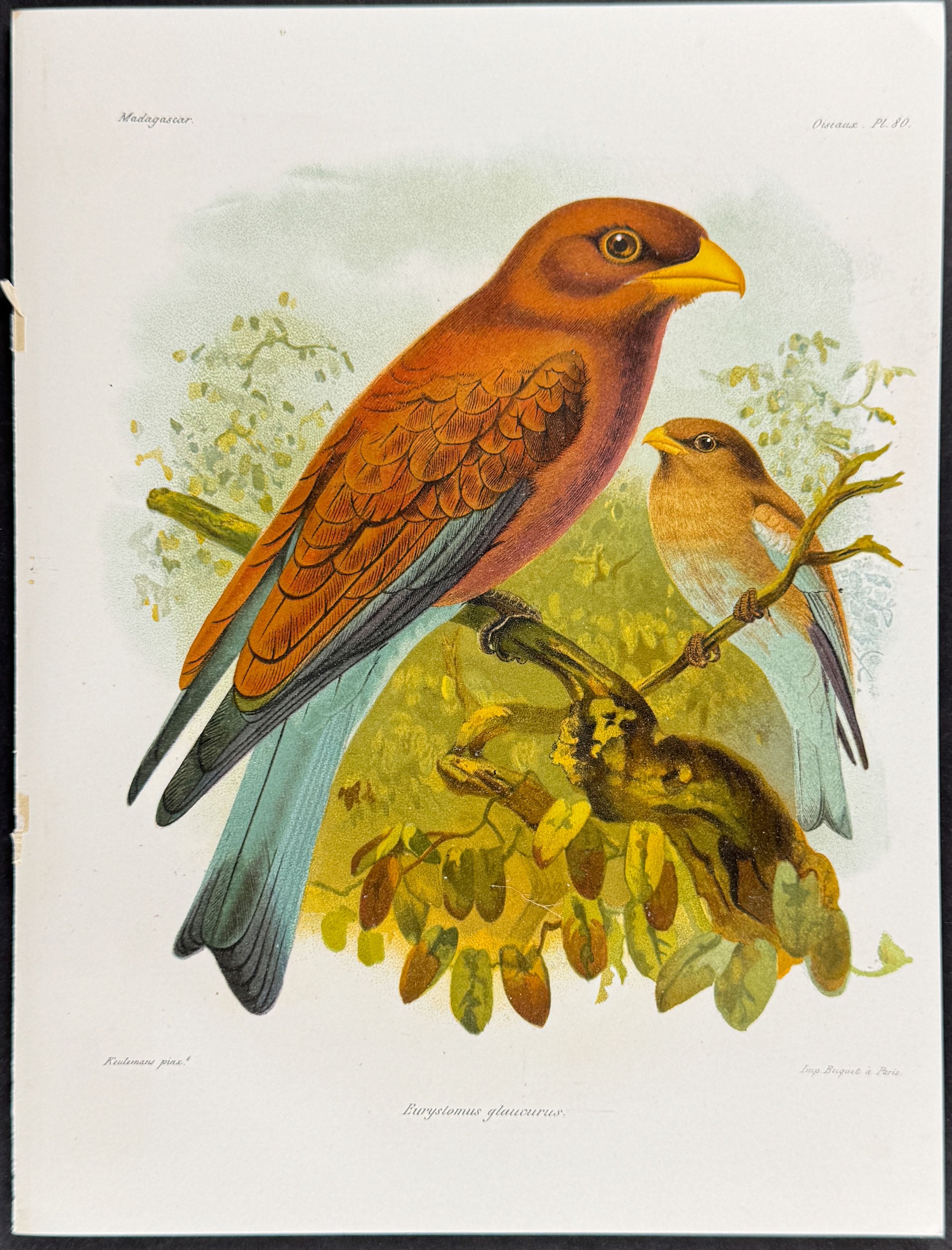 Broad-billed roller (Euryslomus glaucurus) - 2 Plates
