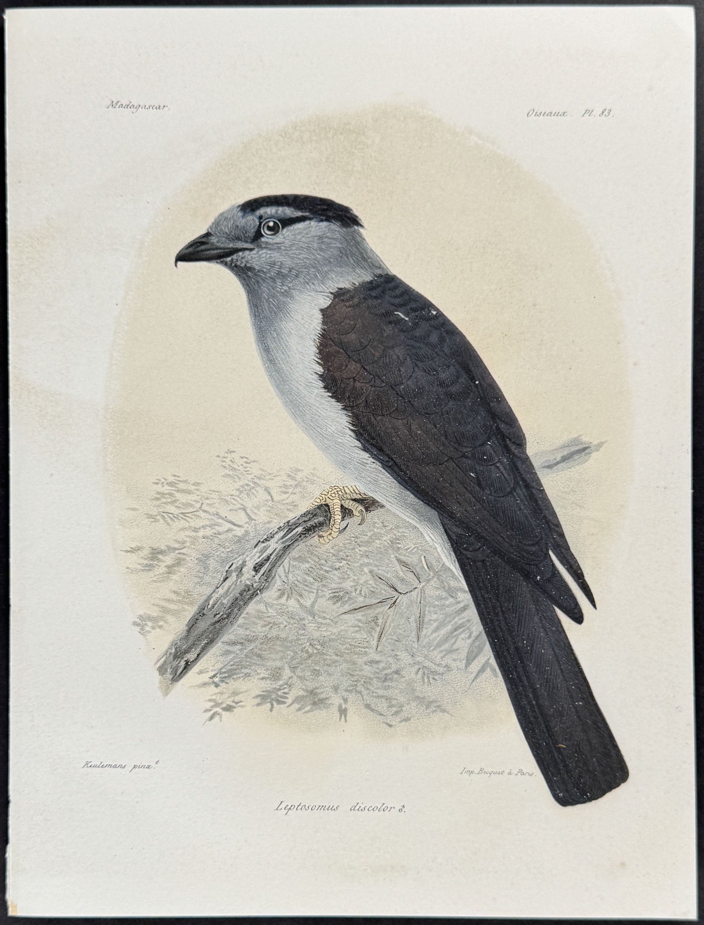 Cuckoo-roller (Leptosomus discolor)