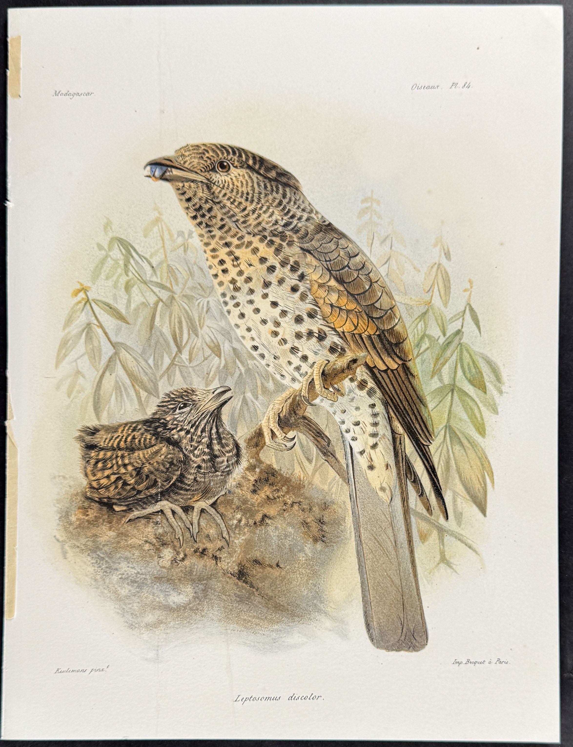 Cuckoo-roller (Leptosomus discolor) - 4 Plates