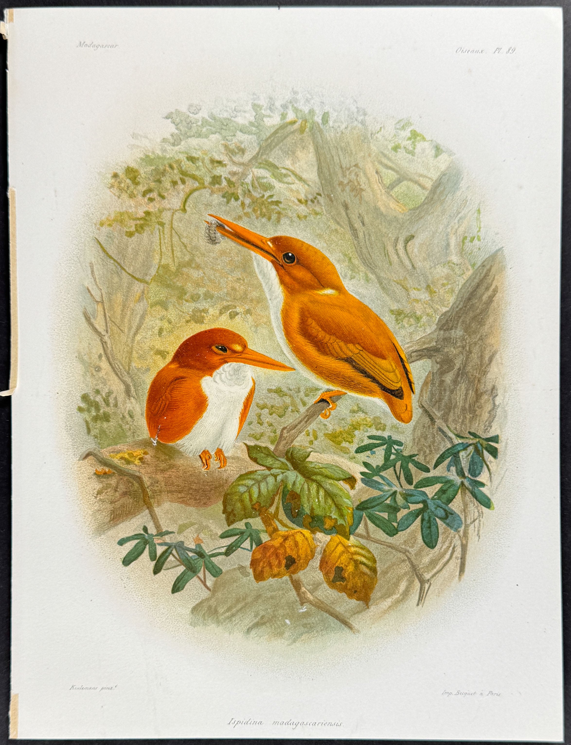 Madagascar pygmy kingfisher (Ispidina madagascariensis)