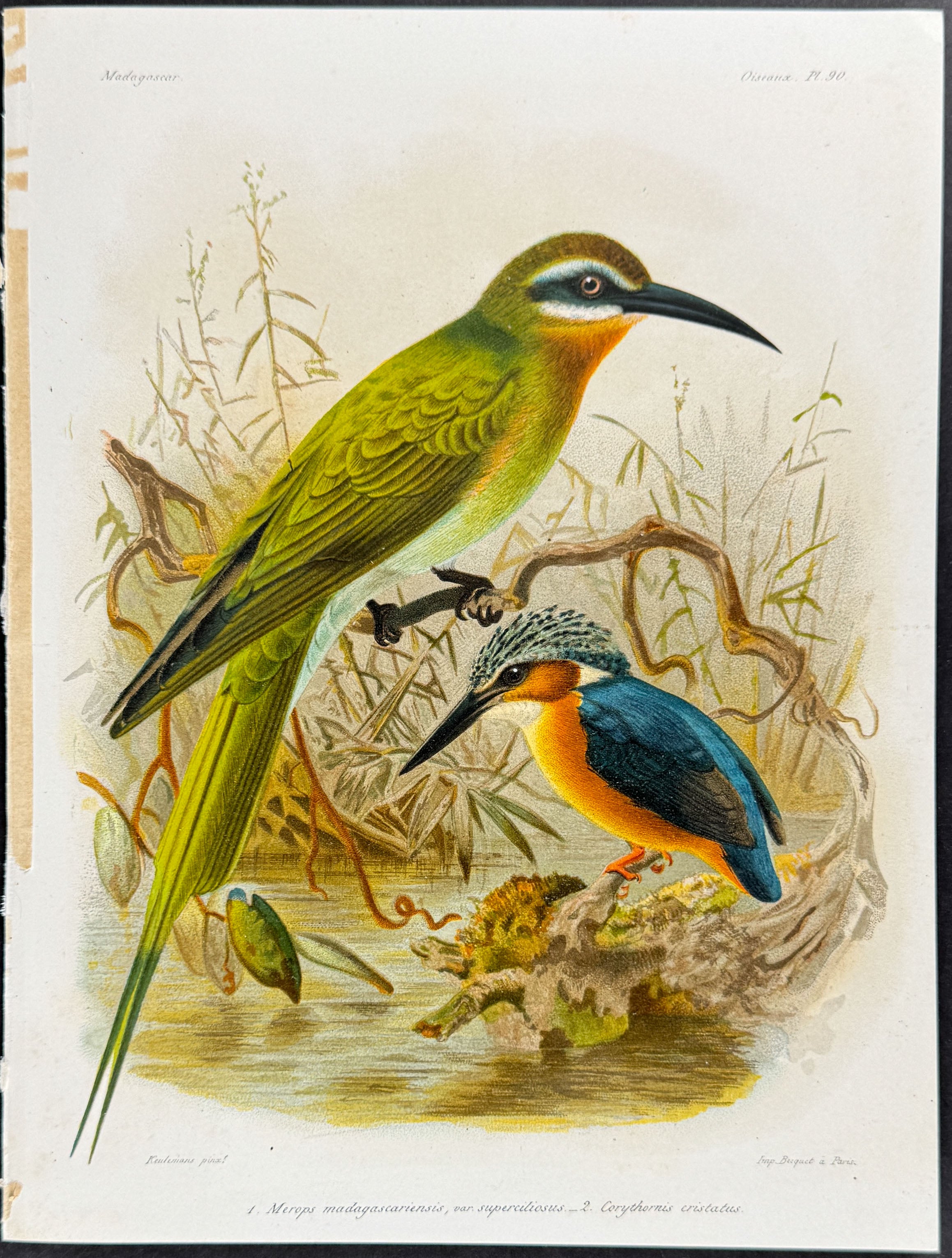 Olive bee-eater &  Malachite kingfisher (Merops madagascariensis & Corythornis cristatus.)