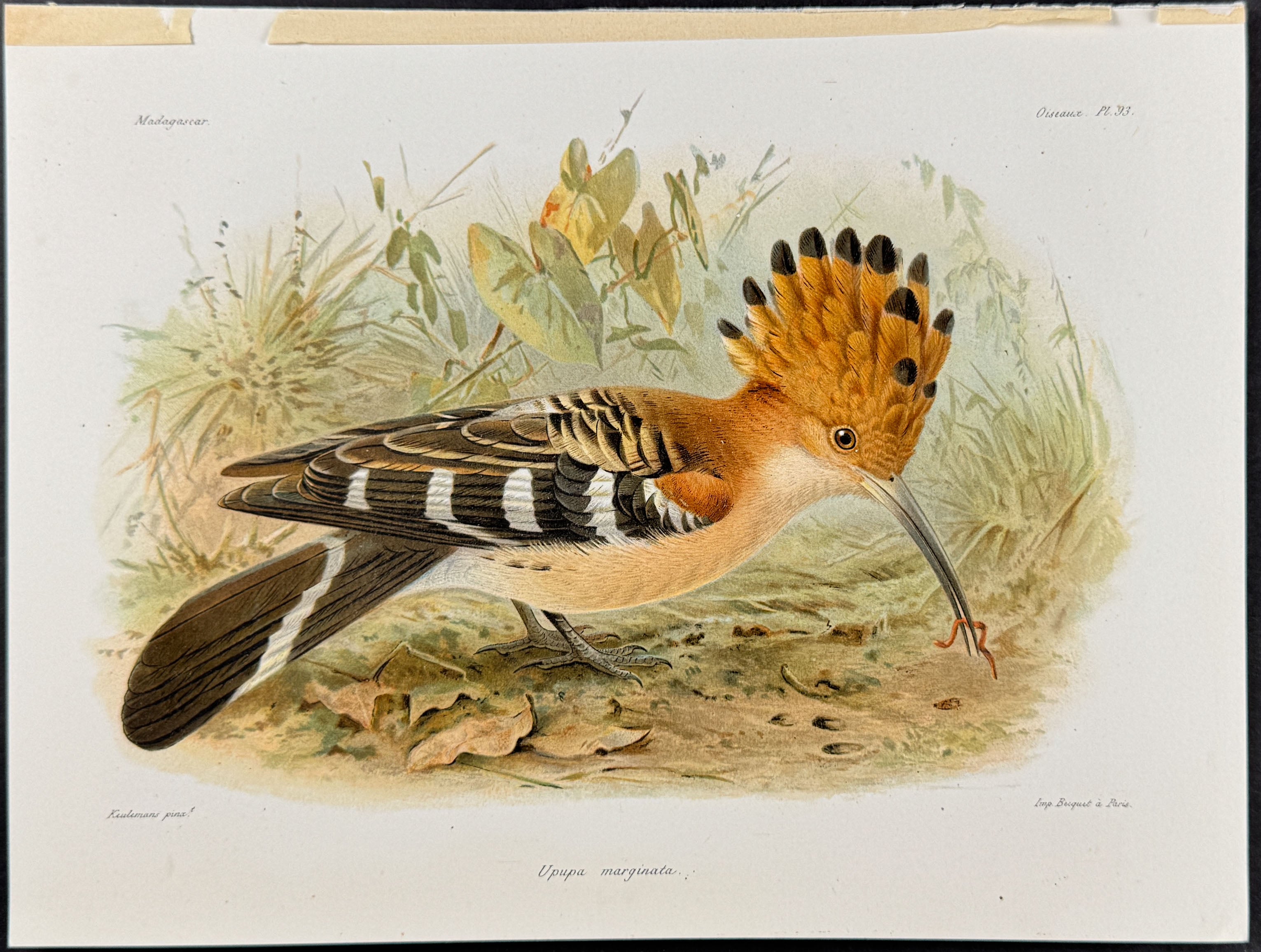 Madagascar hoopoe (Upupa marginata) - 2 Plates