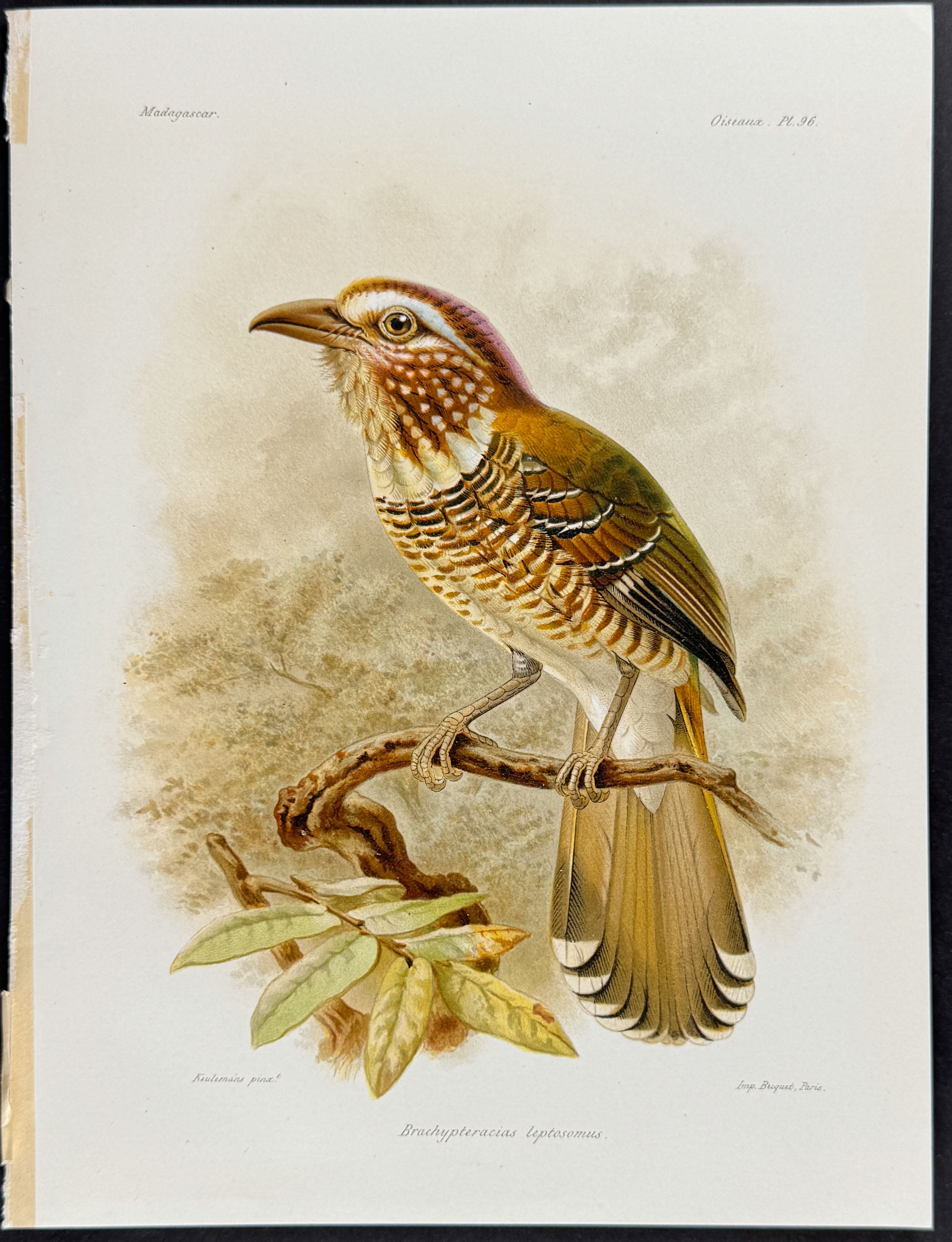 Short-legged ground roller (Brachypteracias leptosomus) - 2 Plates