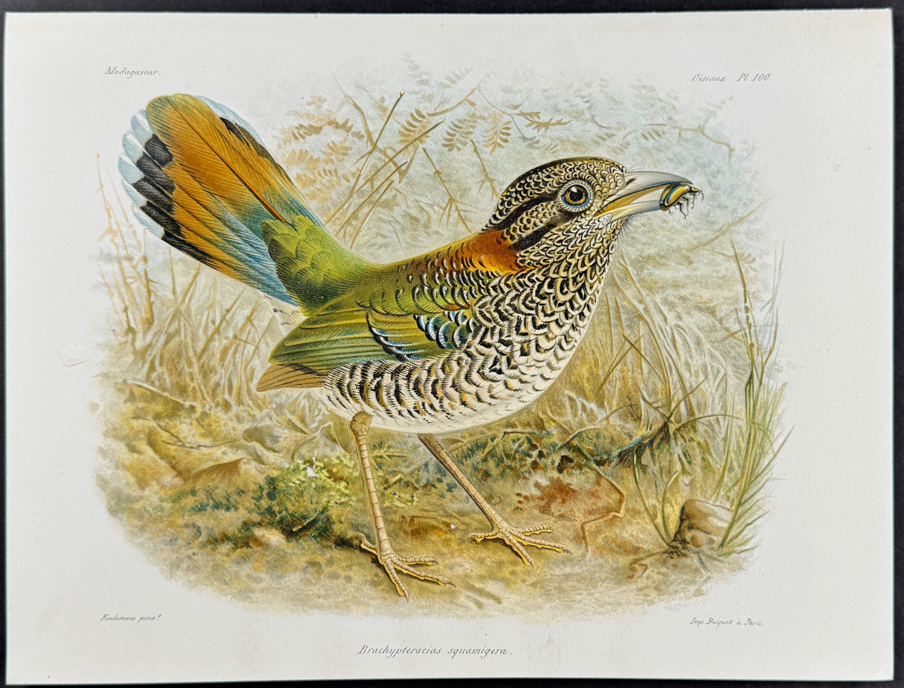 Scaly ground roller (Brachypteracias squamigera) - 2 Plates
