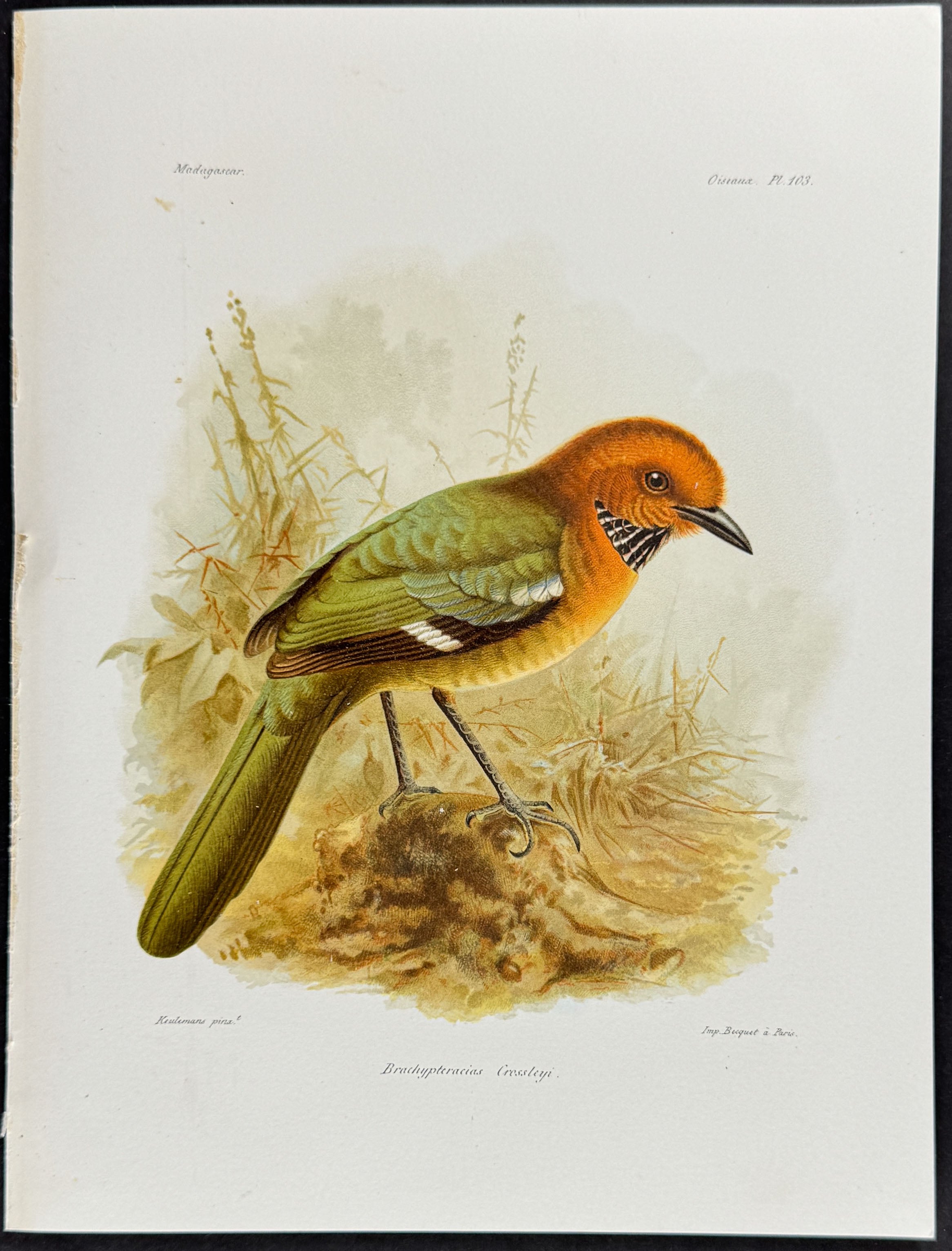 Ground roller (Brachypteracias Cressleyi)