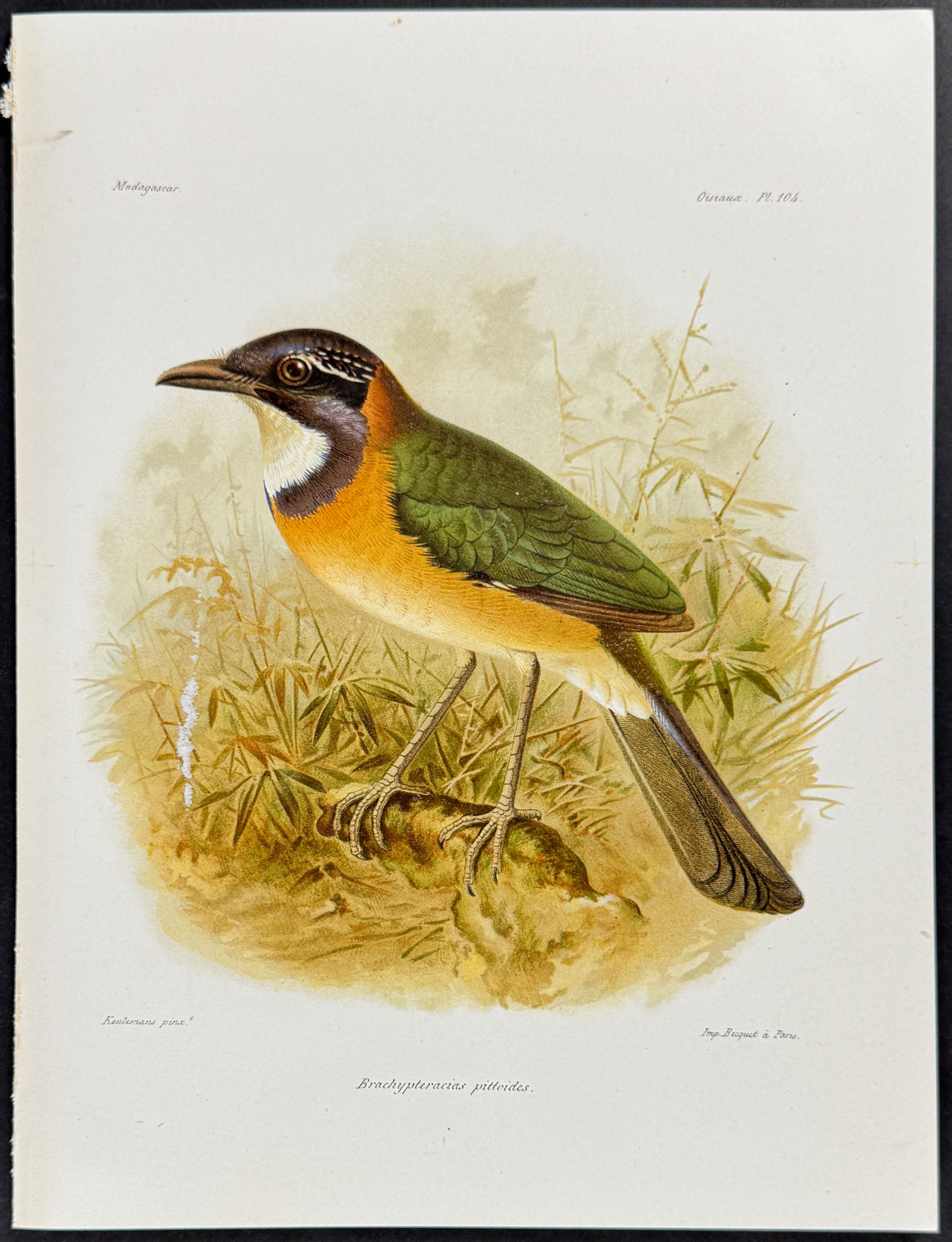 Ground roller (Brachypteracias pittoides.) - 4 Plates