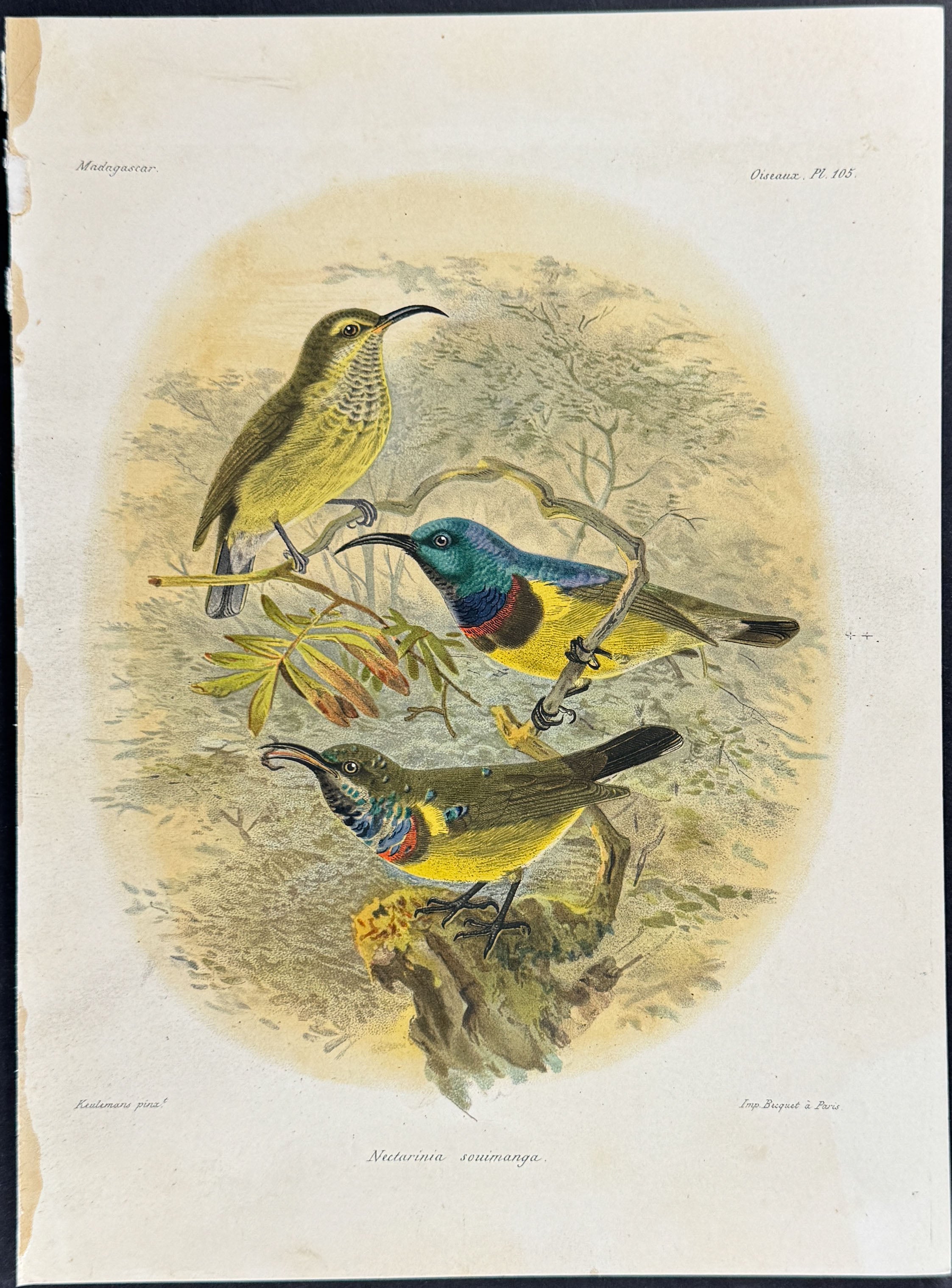 Souimanga sunbird (Nectarinia souimanga.)
