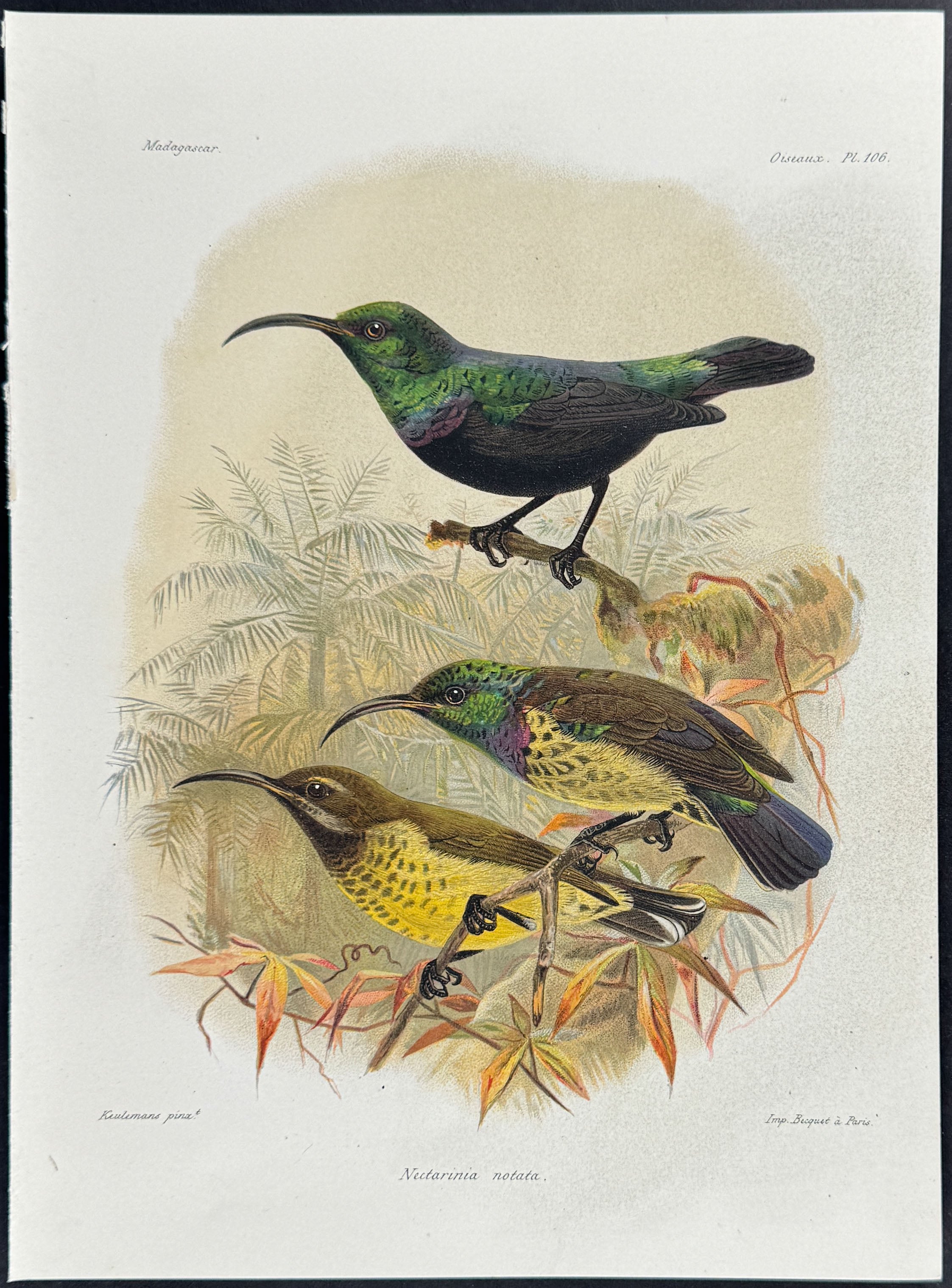 Malagasy green sunbird (Nectarinia notata) - 3 Plates