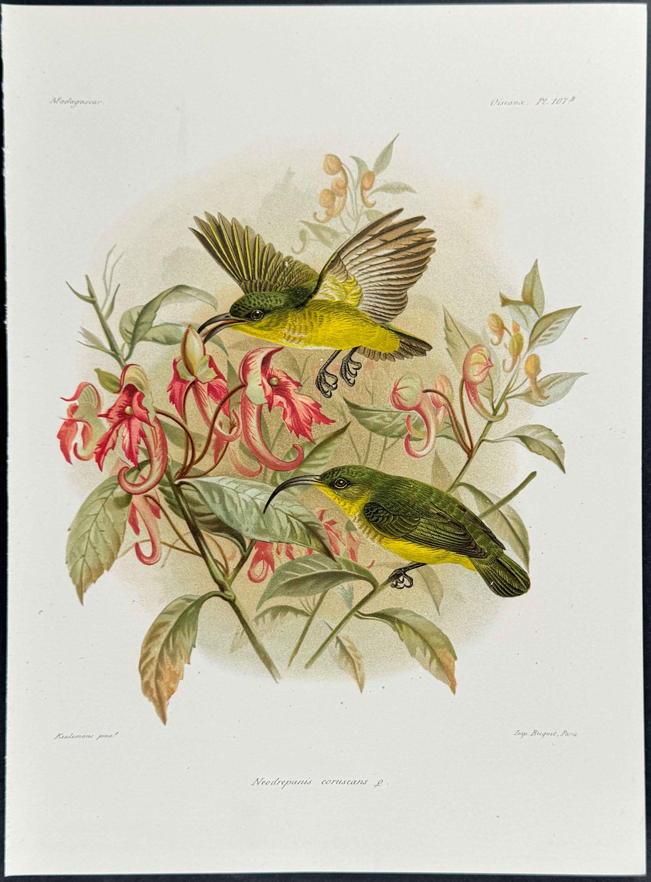 Common sunbird-asity (Neodrepanis coruscans)
