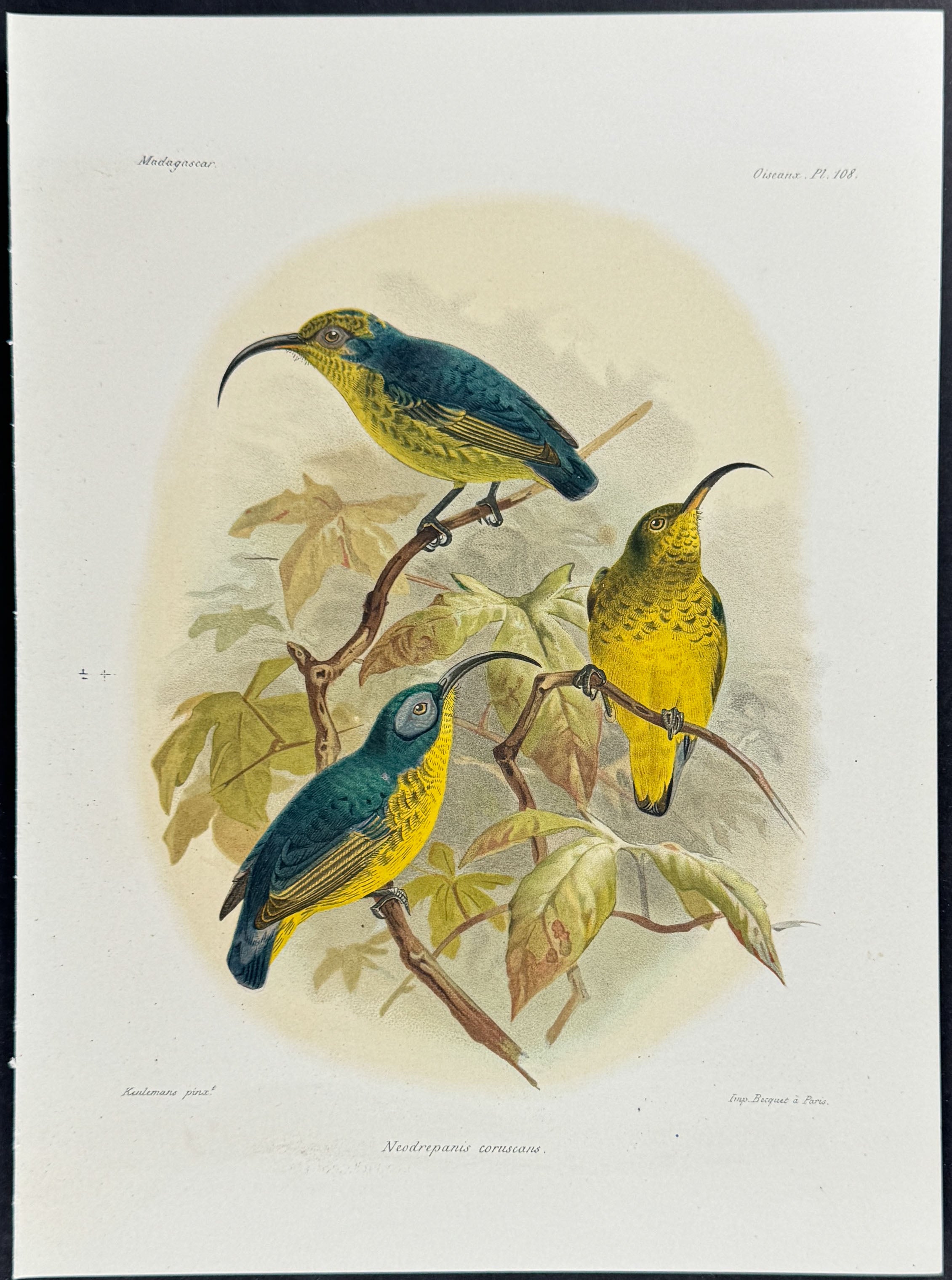 Common sunbird-asity (Neodrepanis coruscans)