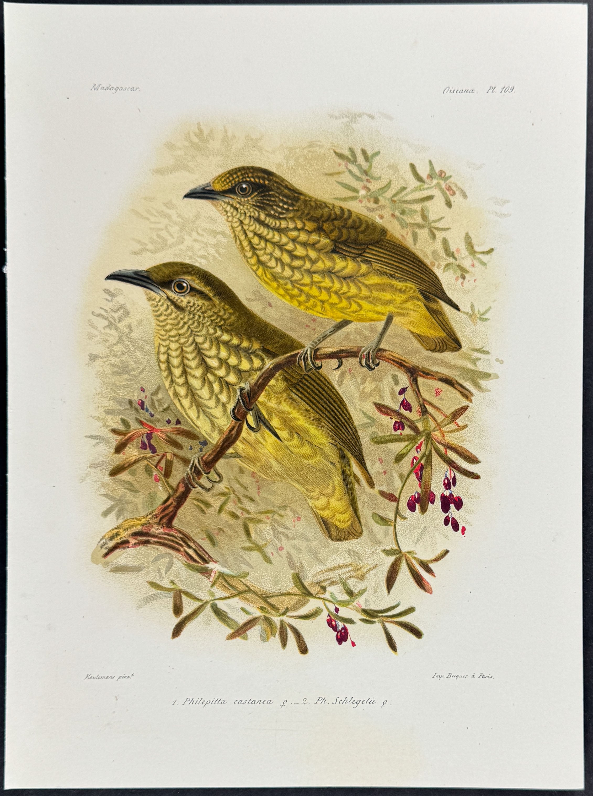 Velvet asity & Schlegel's asity (Philepitta castanea & Ph. Schlegelii)