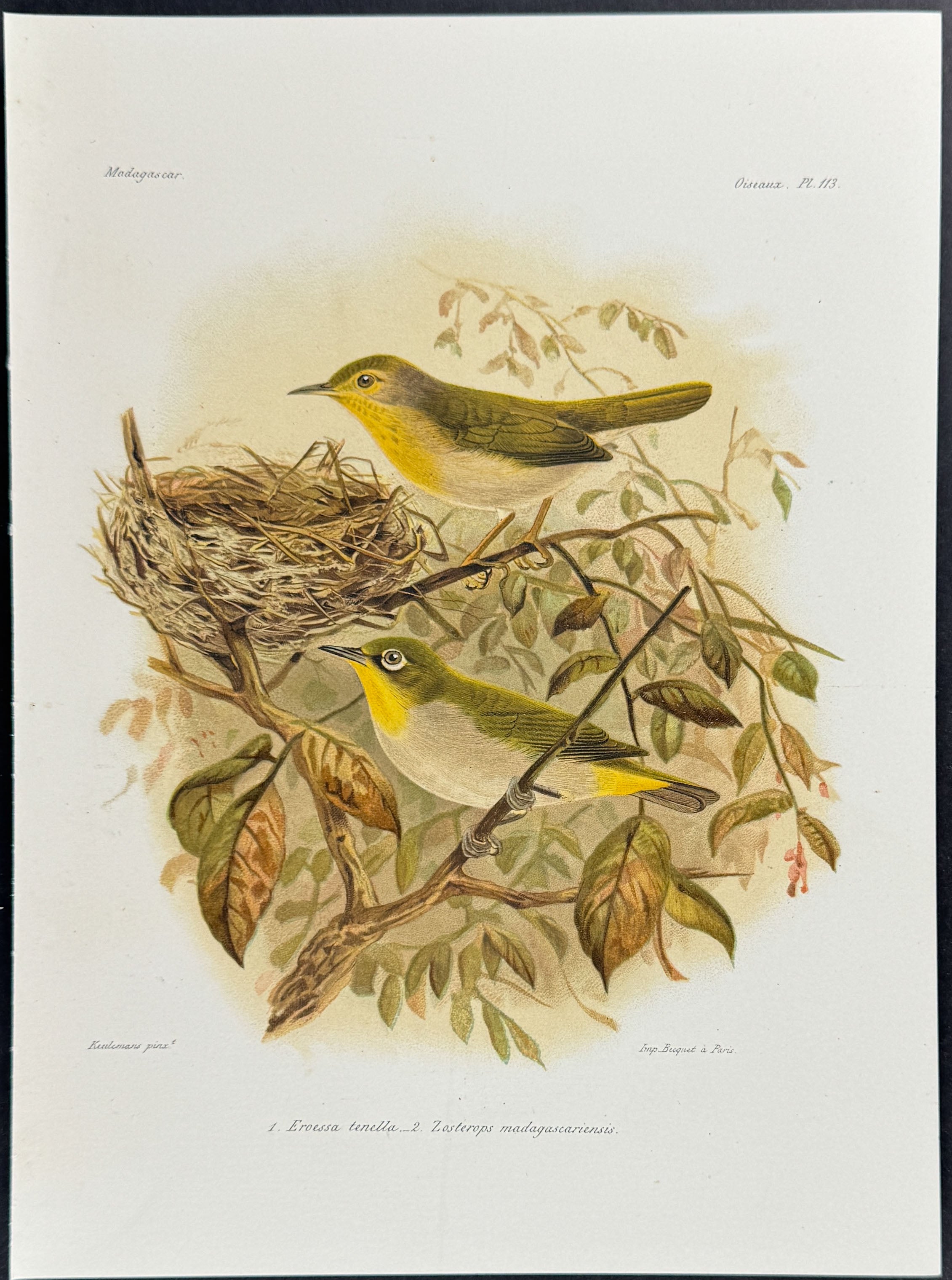 Common Jery & Malagasy white-eye (Eroessa tenclla & Zosterops madagascariensis)