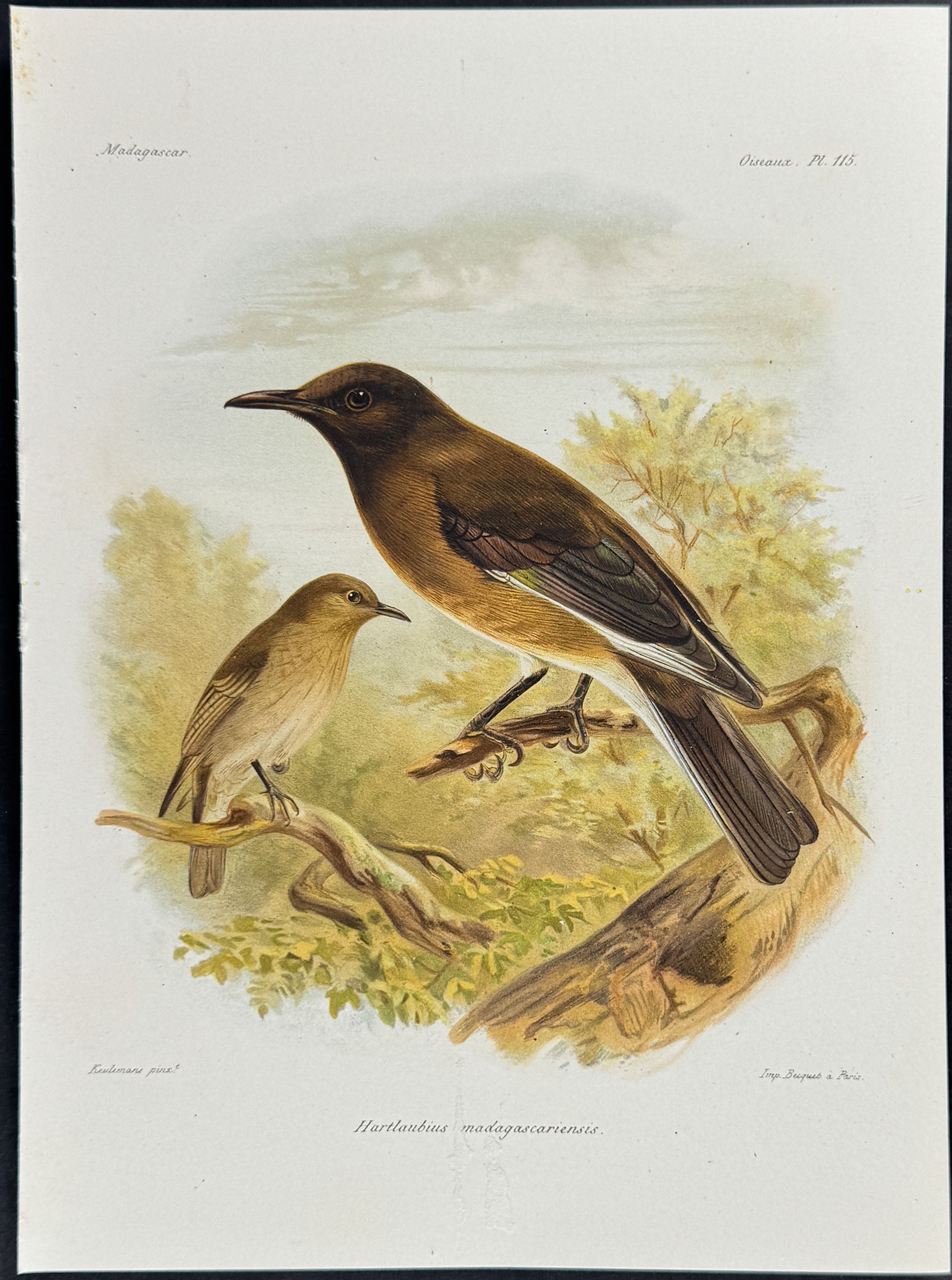 Madagascar starling (Hartlaubius madagascariensis)