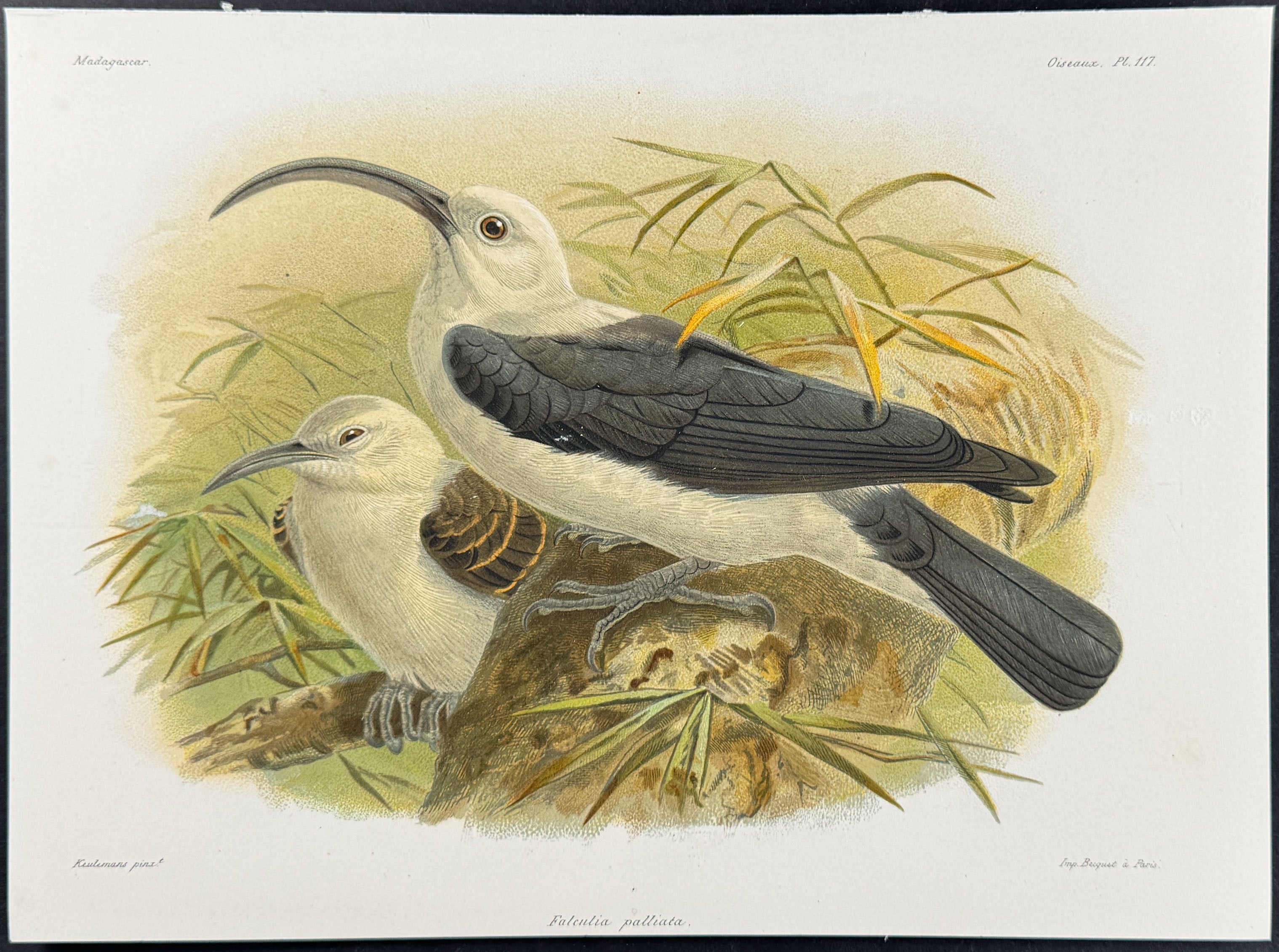 Sickle-billed vanga  (Falculia palliata) - 3 Plates