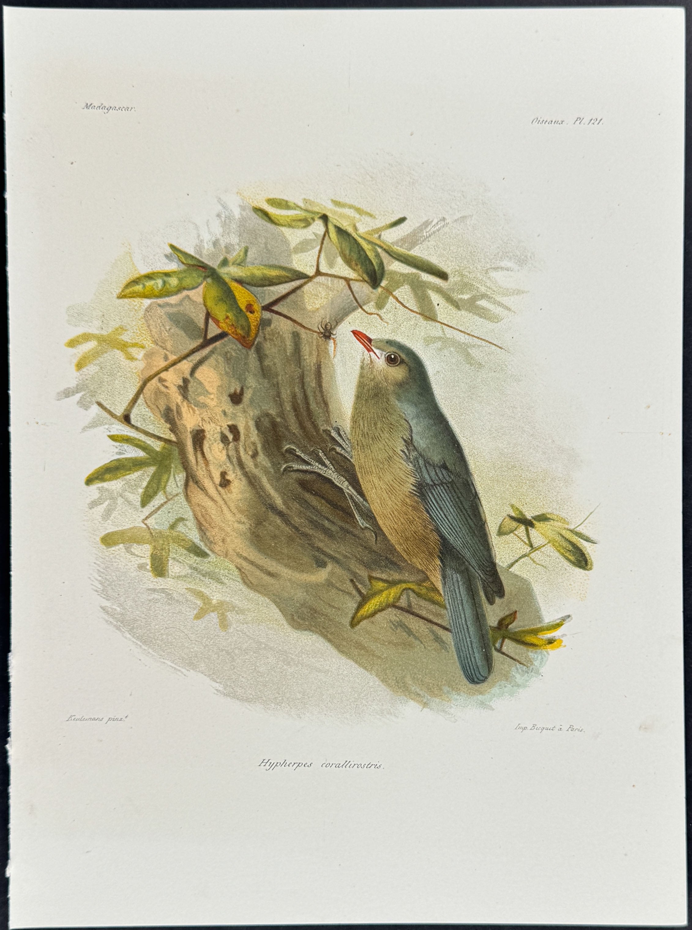 Nuthatch-Vanga  (Hypherpes corallirostris)