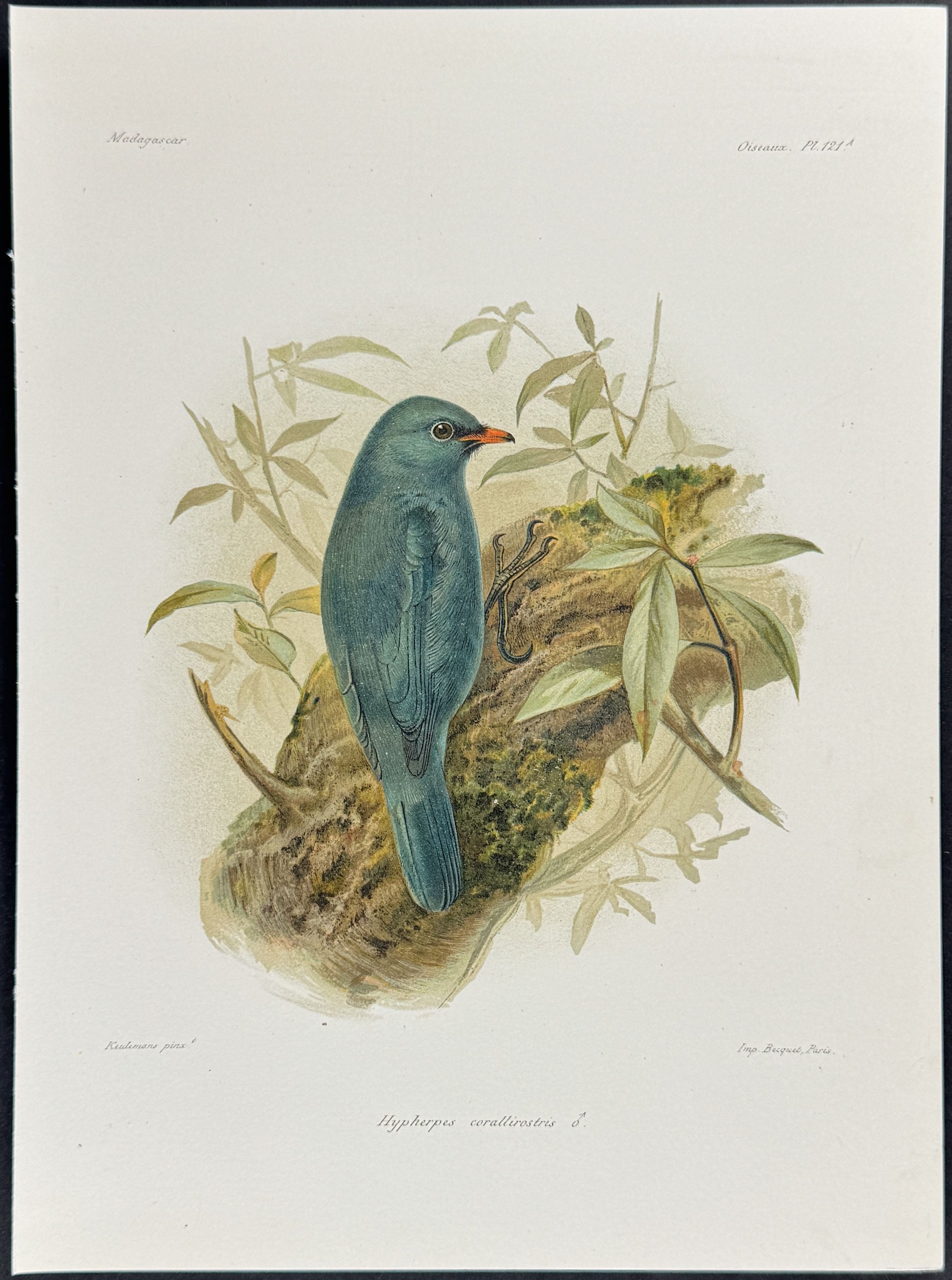 Nuthatch-Vanga  (Hypherpes corallirostris) - 2 Plates