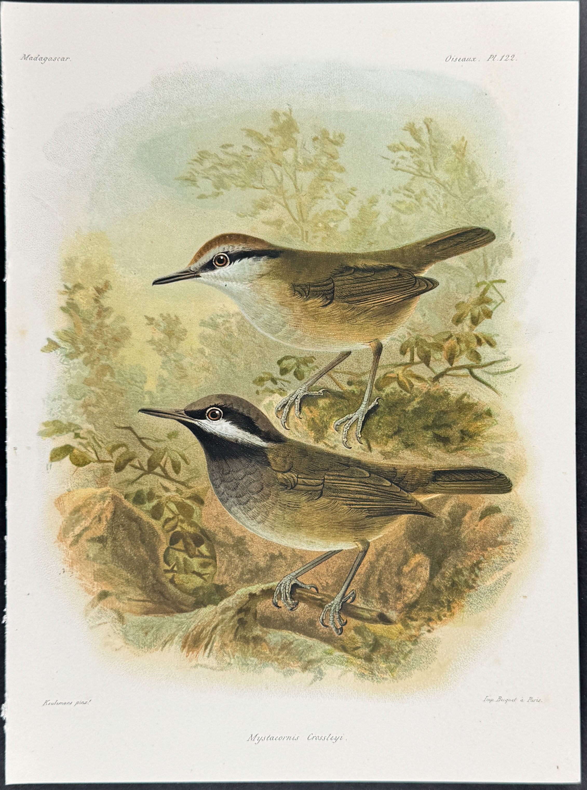 Crossley's vanga (Mystacornis Crossleyi)