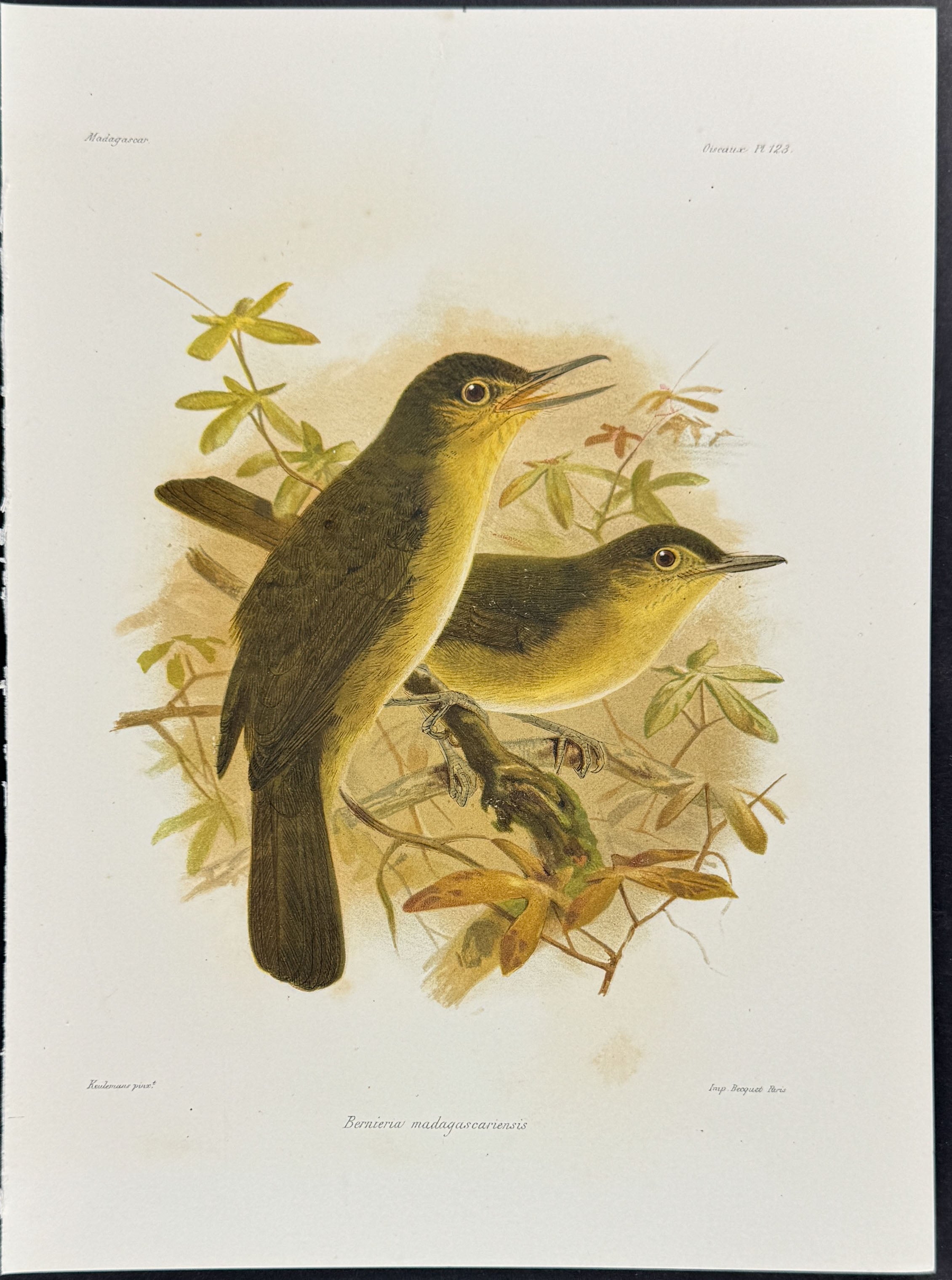 Long-billed bernieria (Bernieria madagascariensis) - 2 Plates