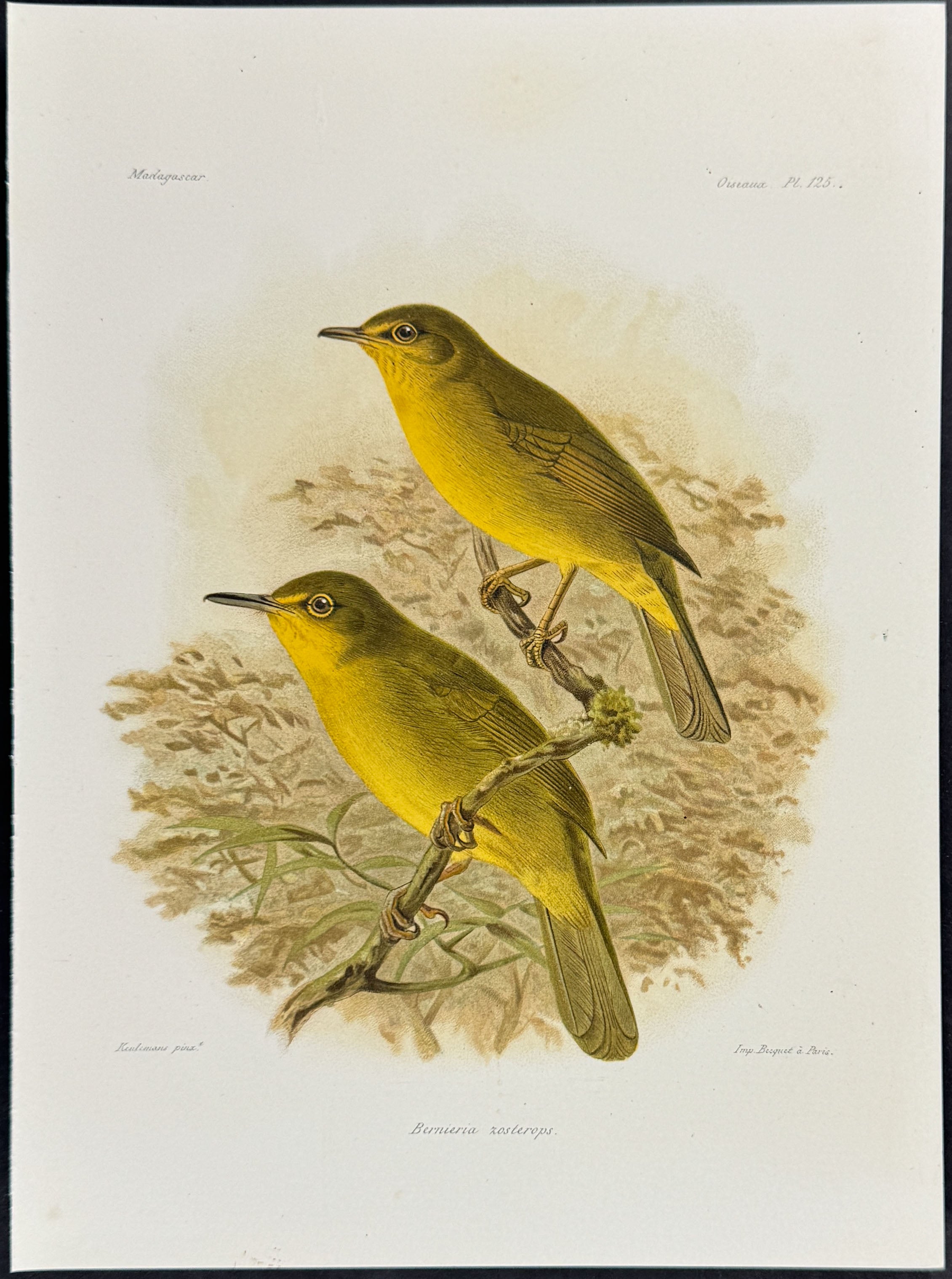 Spectacled tetraka (Bernieria zosterops)