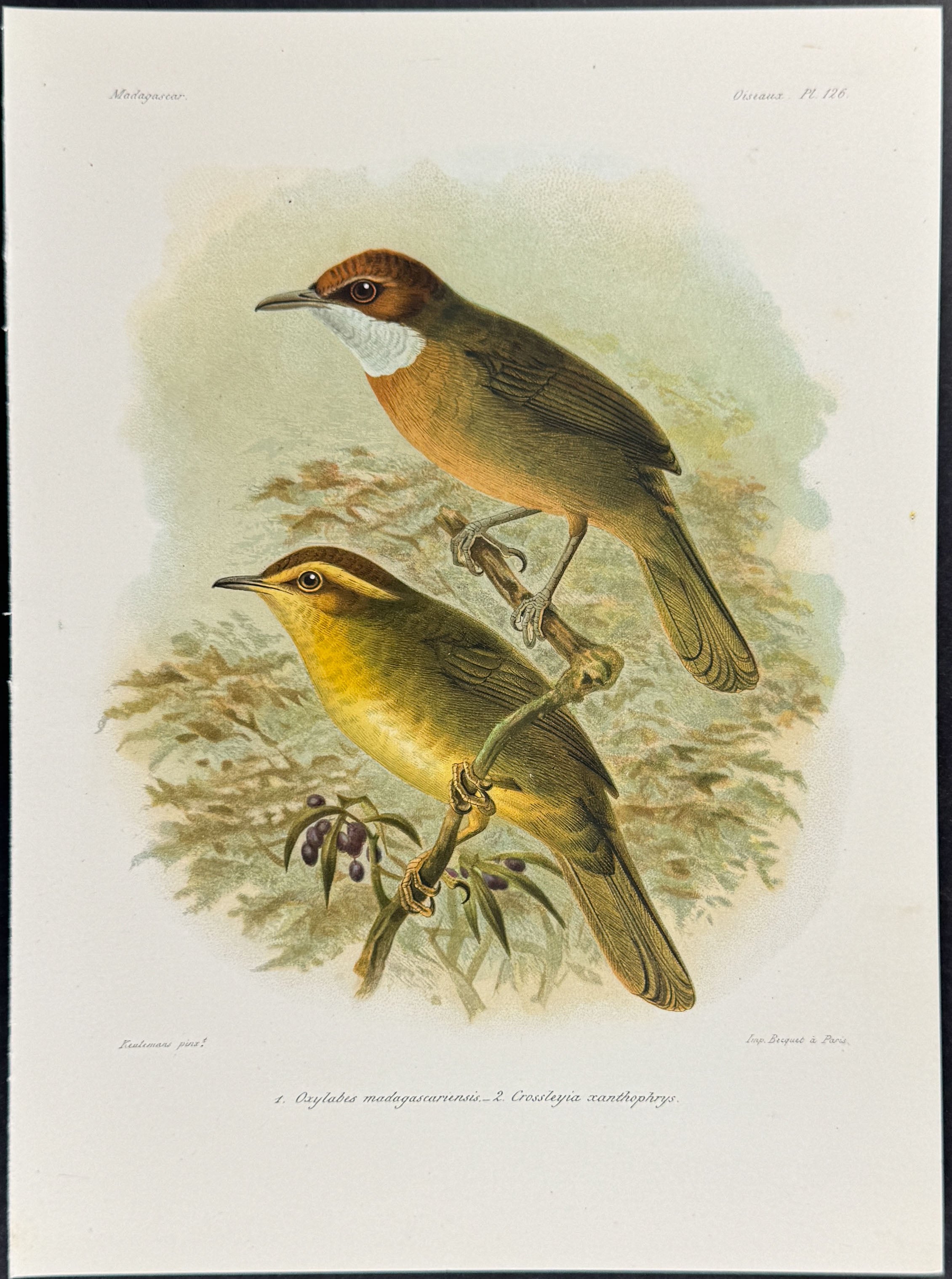 White-throated oxylabes & Madagascar yellowbrow (Oxylabes madagascariensis &Crossleyia xanthophrys) - 2 Plates