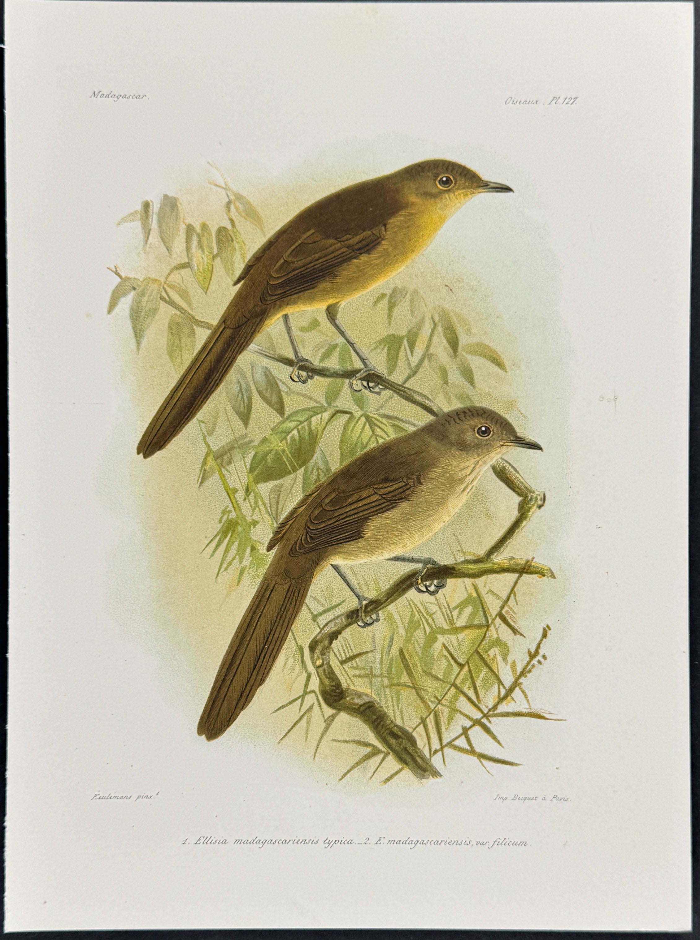 Malagasy brush warbler (Ellisia madagascariensis typica)