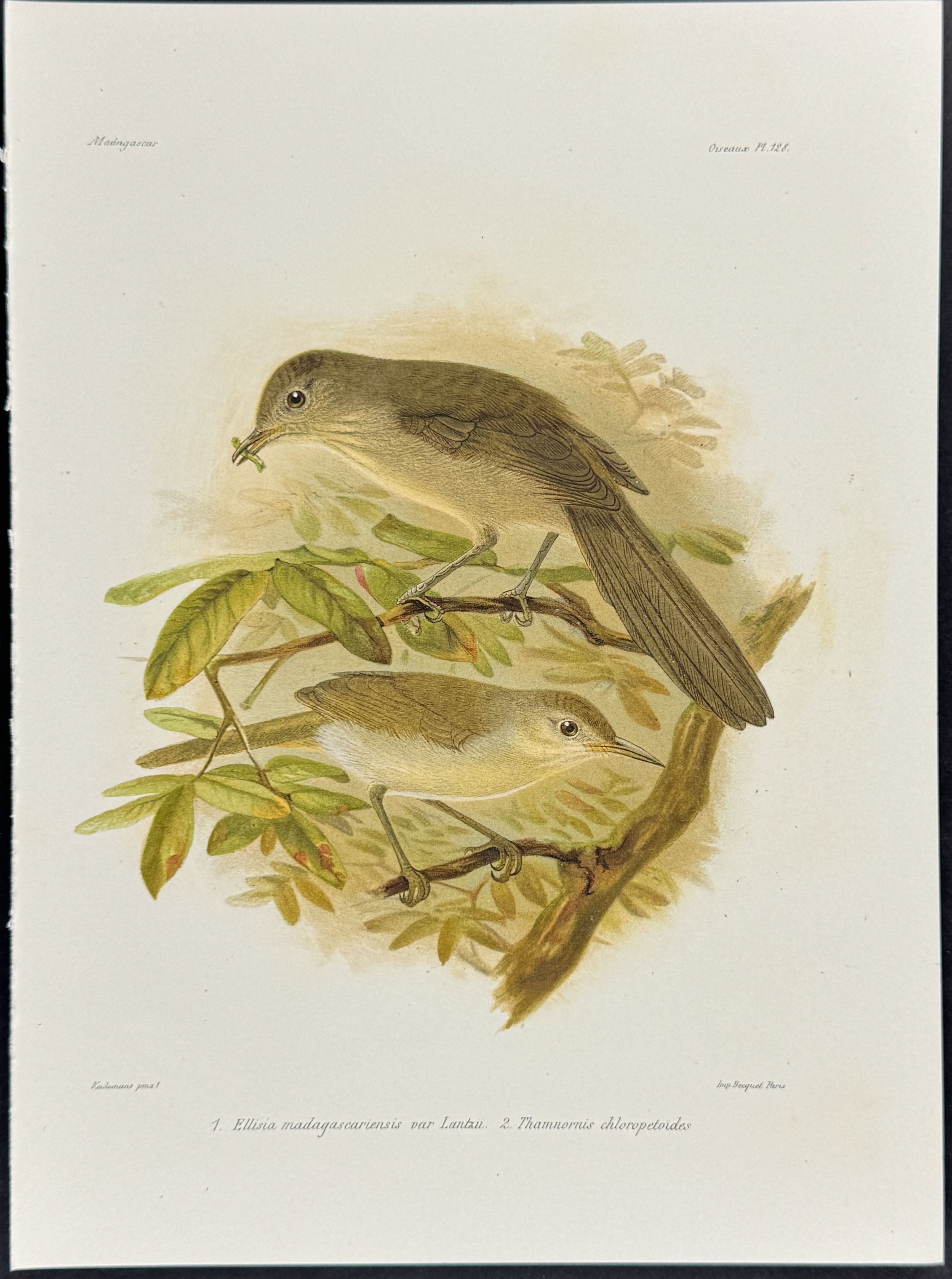 Thamnornis warbler (Thamnornis chloropetoides) - 2 Plates