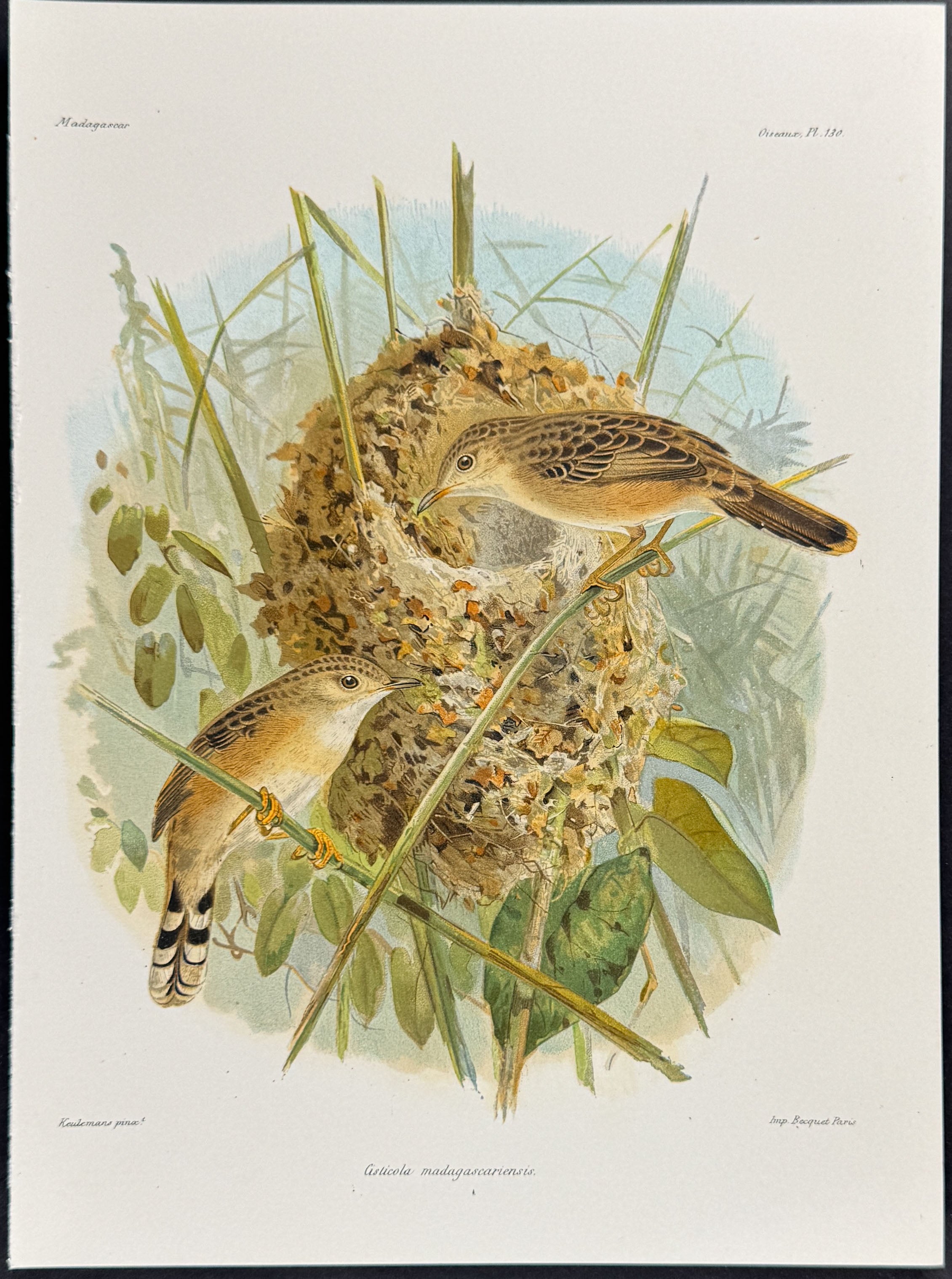 Madagascar cisticola (Cisticola madagascariensis)