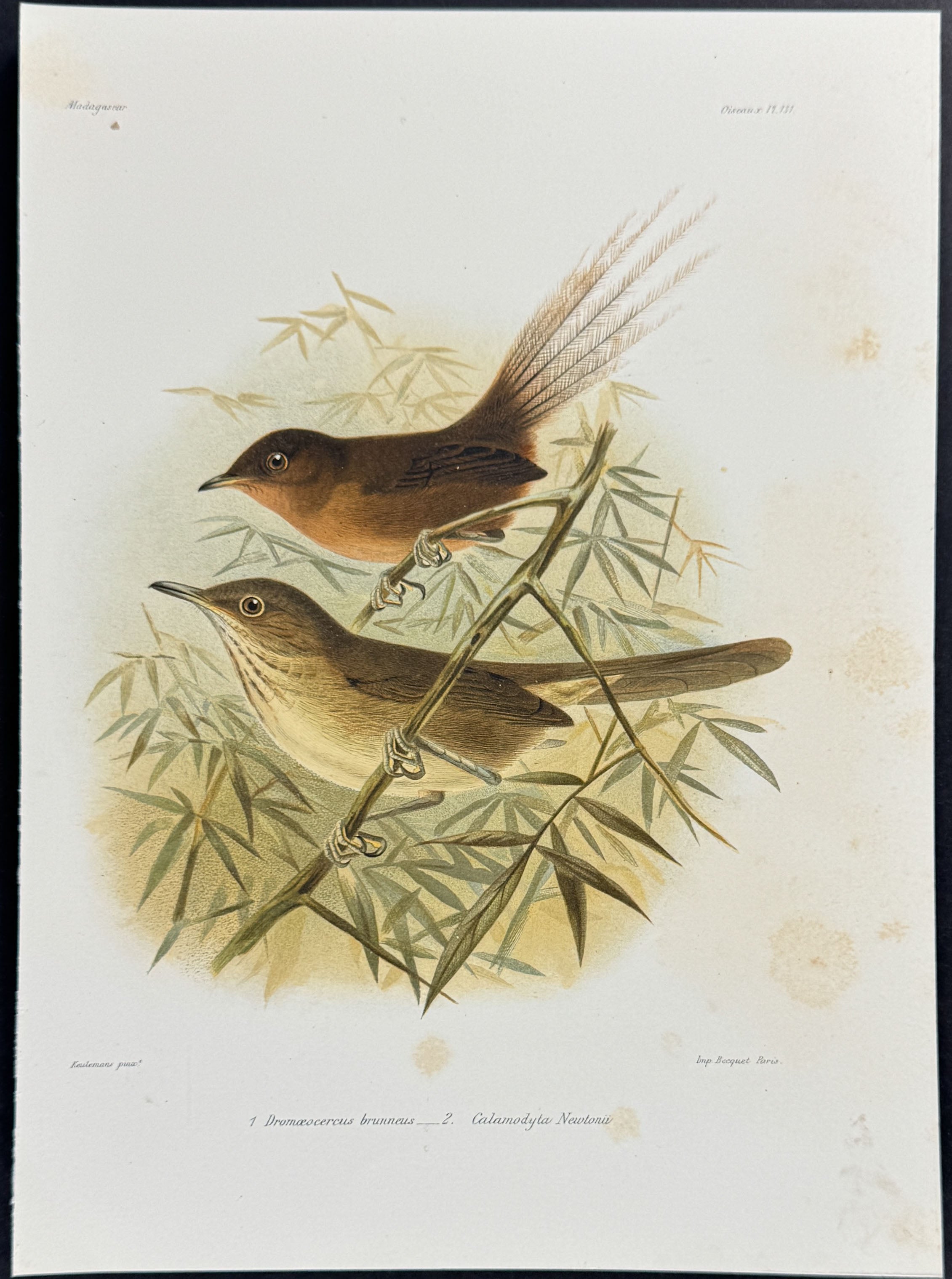 Brown emutail (Dromœocercus brunneus)